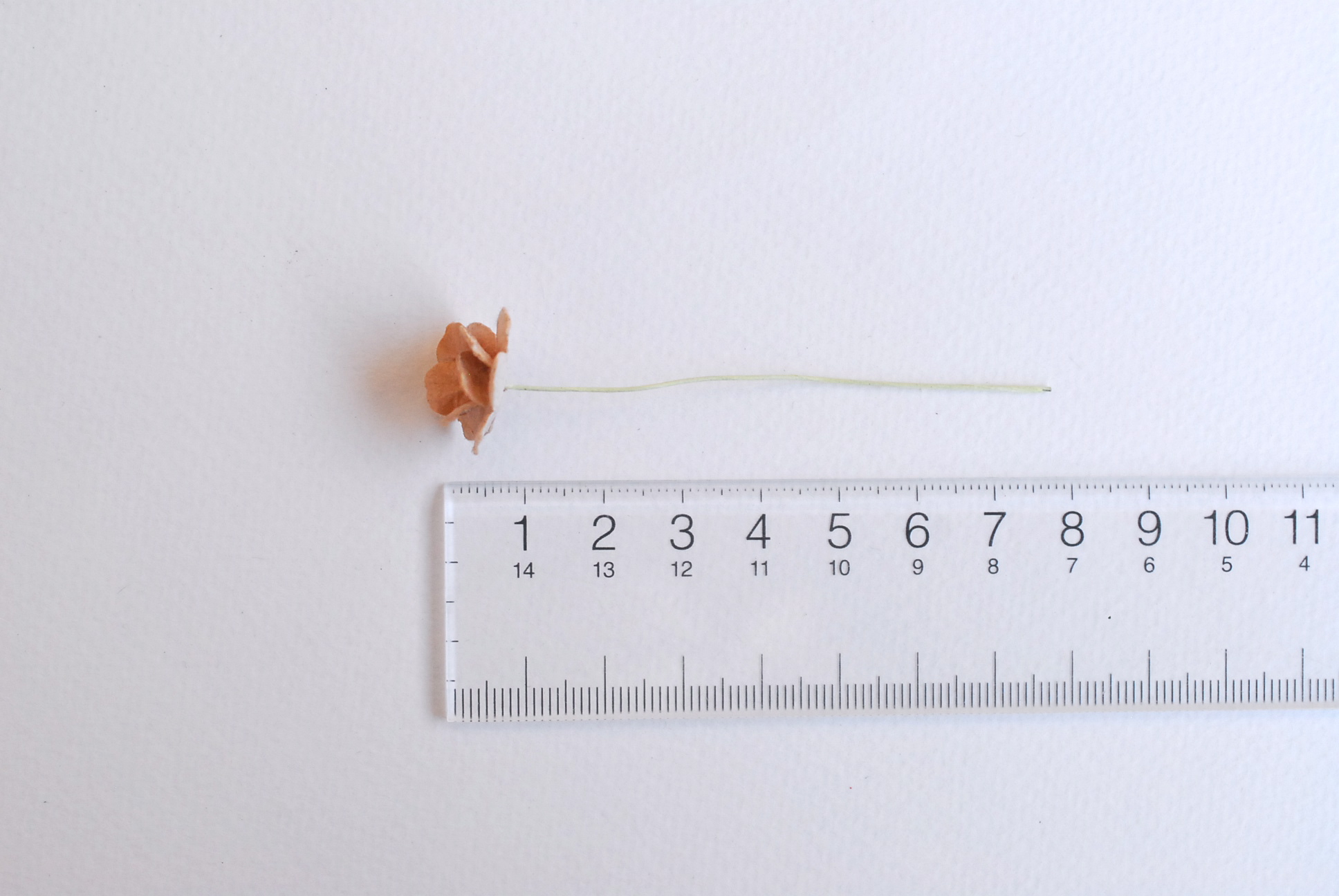 ดอกไม้กระดาษสา ราคาส่ง, ดอกไฮเดรนเยียกระดาษสา ดอกไม้ประดิษฐ์ ตกแต่งงานแต่งงาน ประดิษฐ์ข้อมือเพื่อนเจ้าสาว ขนา่ด 1.5 cm., สำหรับของชำร่วย, งานแต่งงาน, ดอกไม้ทำข้อมือเจ้าสาว สีน้ำตาลอ่อน จำนวน 100 ดอก Paper flower,100 Pieces mulberry hydenyia light brown co