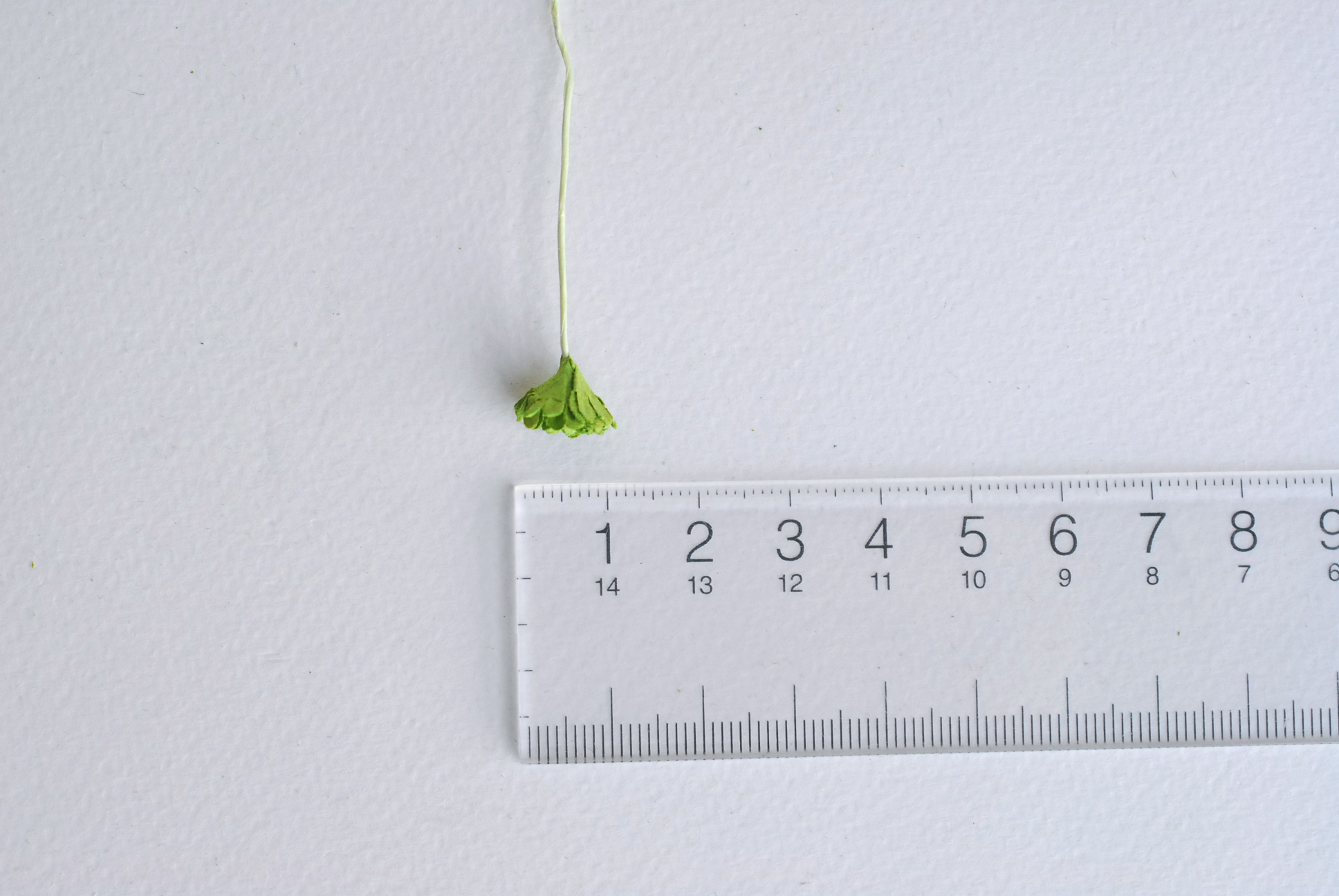 ดอกไม้เขียวทำพานพุ่ม ดอกกะเบง ดอกไม้ประดิษฐ์, ดอกไม้กระดาษสา, ดอก gypsophila, ดอกยิปโซ งานประดิษฐ์ตกแต่งของชำร่วย, ,พานพวงมาลัย, พานรับไหว้, ขนาด 1 cm. สีเขียว 20 ถุง