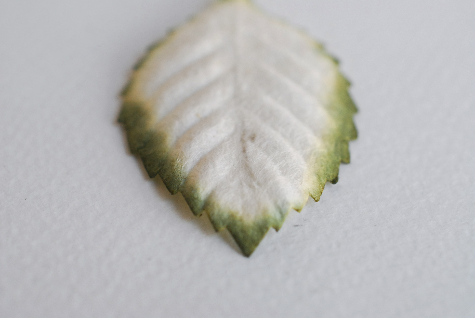 ใบไม้กระดาษ ใบไม้กระดาษสา ราคาส่ง,ใบไม่้กุหลาบกระดาษ สำหรับดอกกุหลาบกระดาษสา ใบไม้ประดิษฐ์ สำหรับตกแต่ง หรืองานแต่งงาน สีขาวปัดเขียวแก่ ขนาด 4.5x2.5 cm. จำนวน 50 ใบ