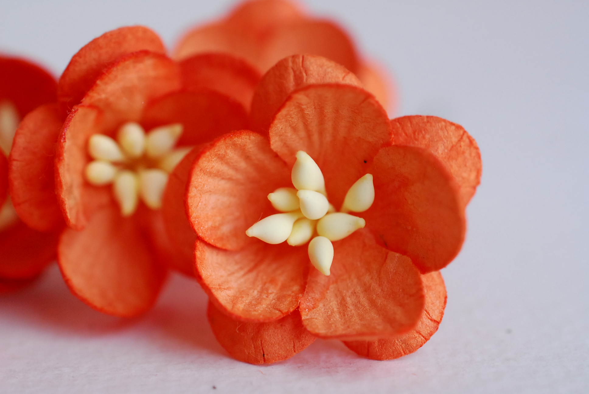 ดอกไม้กระดาษสา ดอกซากุระกระดาษสีส้ม ดอกไม้กระดาษสาราคาส่ง ดอกไม้กระดาษสำหรับตกแต่งของชำร่วย งานแต่งงาน ทำช่อดอกไม้ติดอกเจ้าบ่าว ข้อมือดอกไม้เจ้าสาว ขนาด2.5 cm. 50 ดอก Paper flowers supplies: DIY wedding tools Cherry blossom (Sakura) 50 pcs. size 2.5 cm.