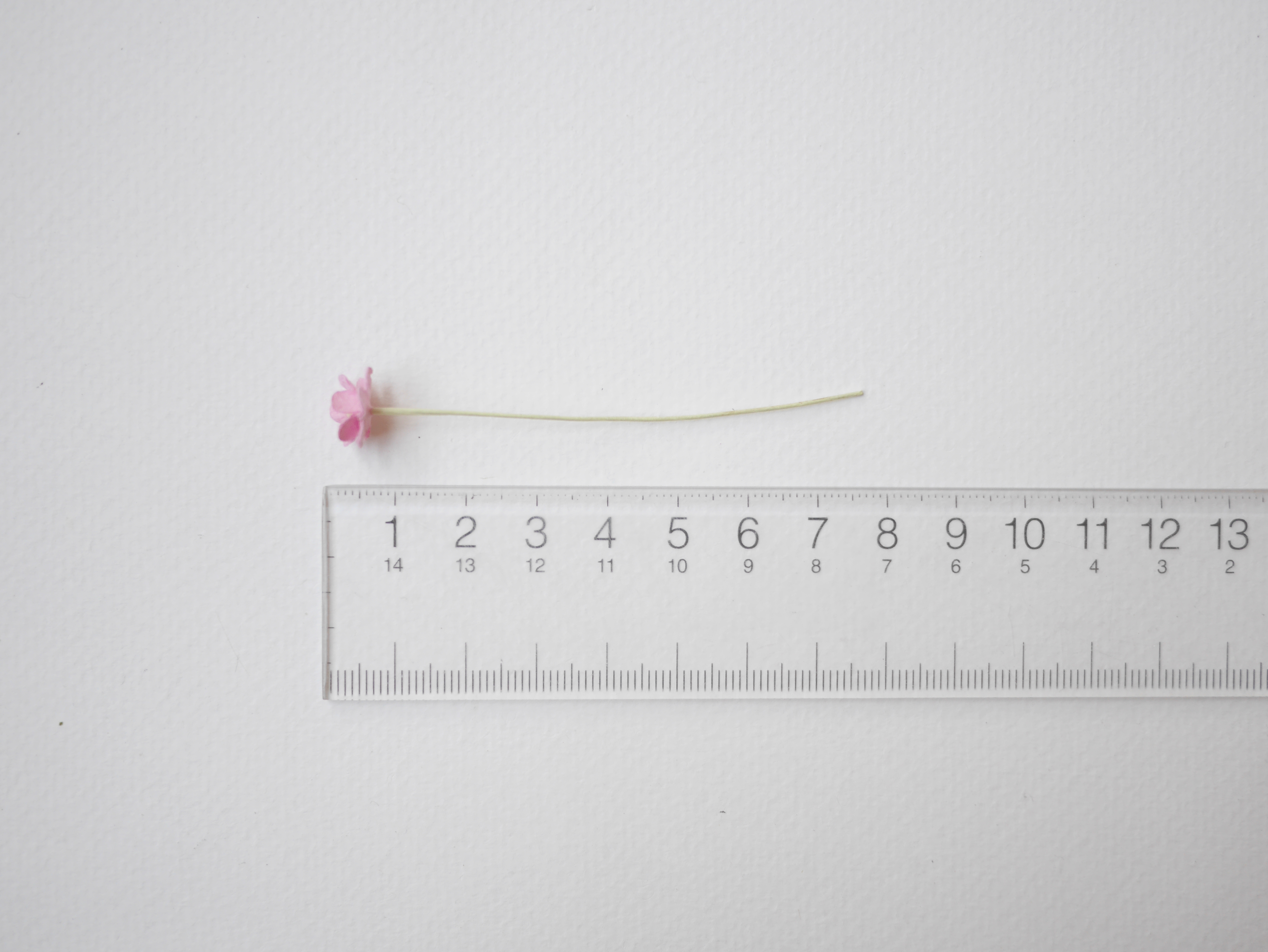 ดอกไม้กระดาษสา ดอกไม้กระดาษสาราคาส่ง ดอกไม้กระดาษสำหรับตกแต่ง งานแต่งงาน หรือติดของชำร่วย ดอก creeping lady 100 ดอก ขนาด 0.8 cm. สีชมพู Small Paper Flower with stem, 100 pcs., size 0.8 cm., creeping flowers 2 layers, pink color