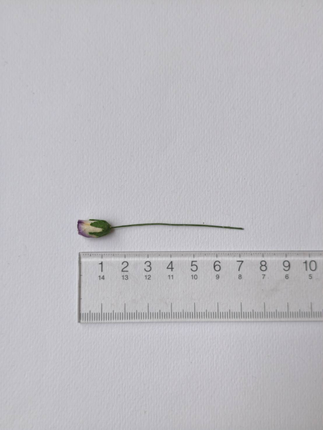 ดอกไม้กระดาษสา ดอกไม้กระดาษสา จตุจักร งานประดิษฐ์ ดอกไม้ทำข้อมือเพื่อนเจ้าสาว แต่งงาน, ดอกกุหลาบตูม 50 ดอก สีม่วงปัดครีมอ่อน ขนาด 0.8x1.5 cm. paper flowers, budding roses flower 0.8 x1.5 cm. 50 pieces. purple brush pale ivory color