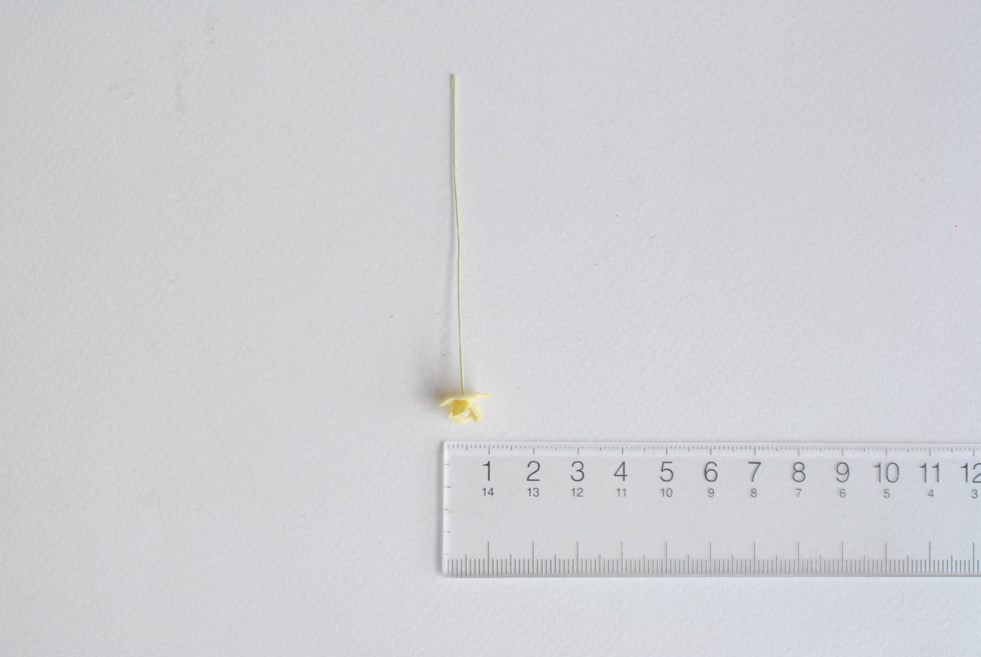 ดอกไม้กระดาษสา ดอกไม้กระดาษสาราคาส่ง ดอกไม้กระดาษสำหรับตกแต่ง งานแต่งงาน หรือติดของชำร่วย ดอก creeping lady 100 ดอก ขนาด 0.8 cm. สีเหลือง Small Paper Flower with stem, 100 pcs., size 0.8 cm., creeping flowers 2 layers, yellow color.