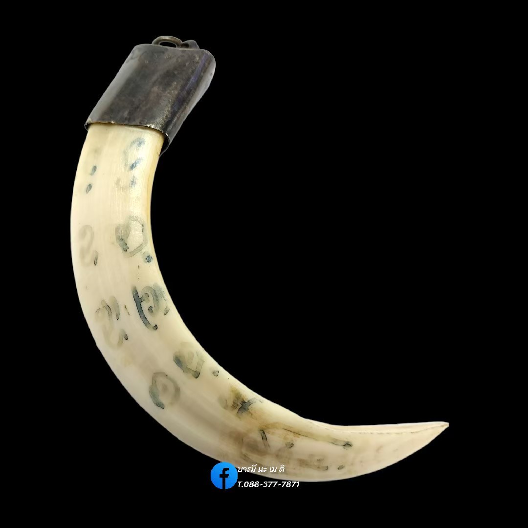 เขี้ยวหมูป่าพลิกแผ่นดิน