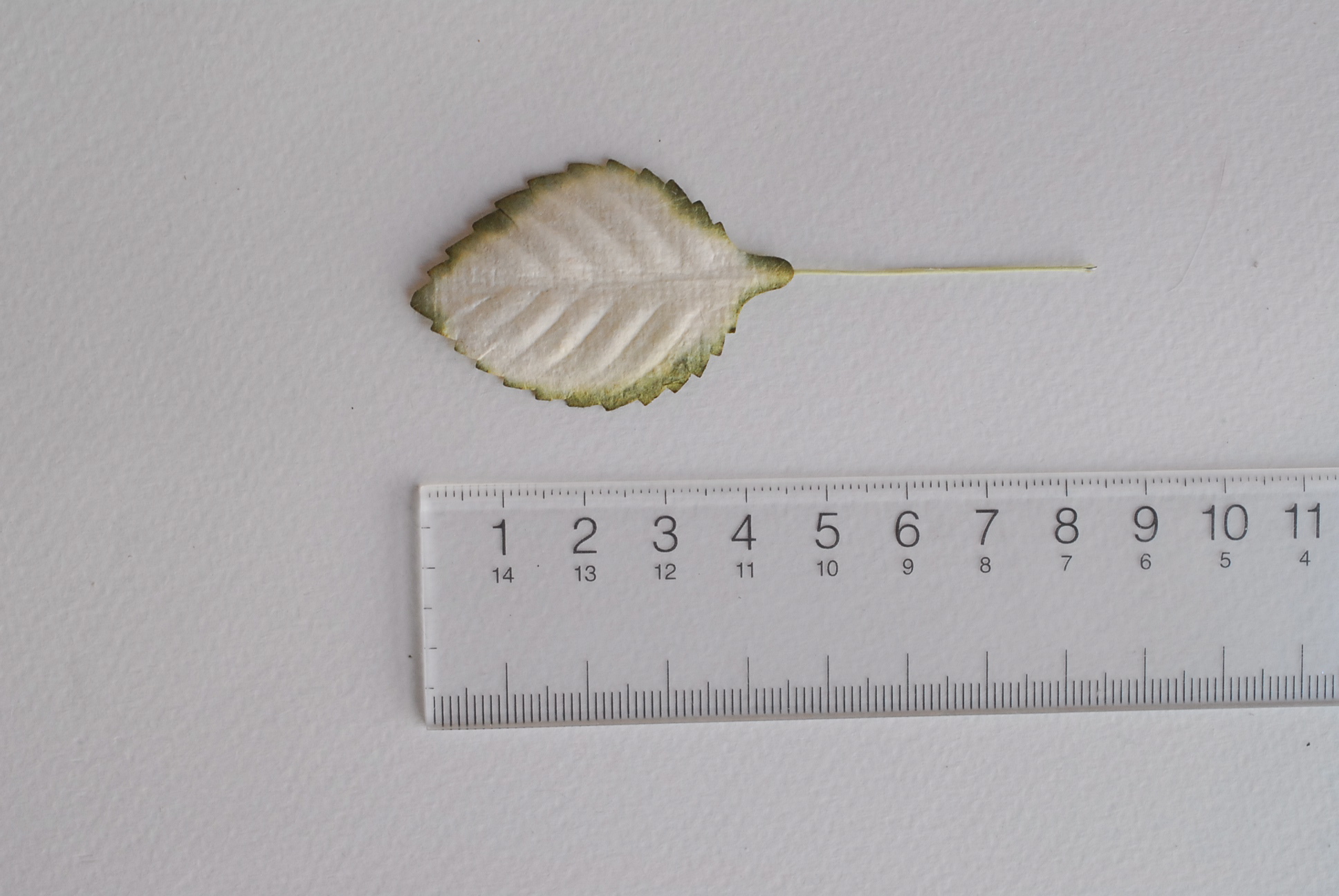 ใบไม้กระดาษ ใบไม้กระดาษสา ราคาส่ง,ใบไม่้กุหลาบกระดาษ สำหรับดอกกุหลาบกระดาษสา ใบไม้ประดิษฐ์ สำหรับตกแต่ง หรืองานแต่งงาน สีขาวปัดเขียวแก่ ขนาด 4.5x2.5 cm. จำนวน 50 ใบ