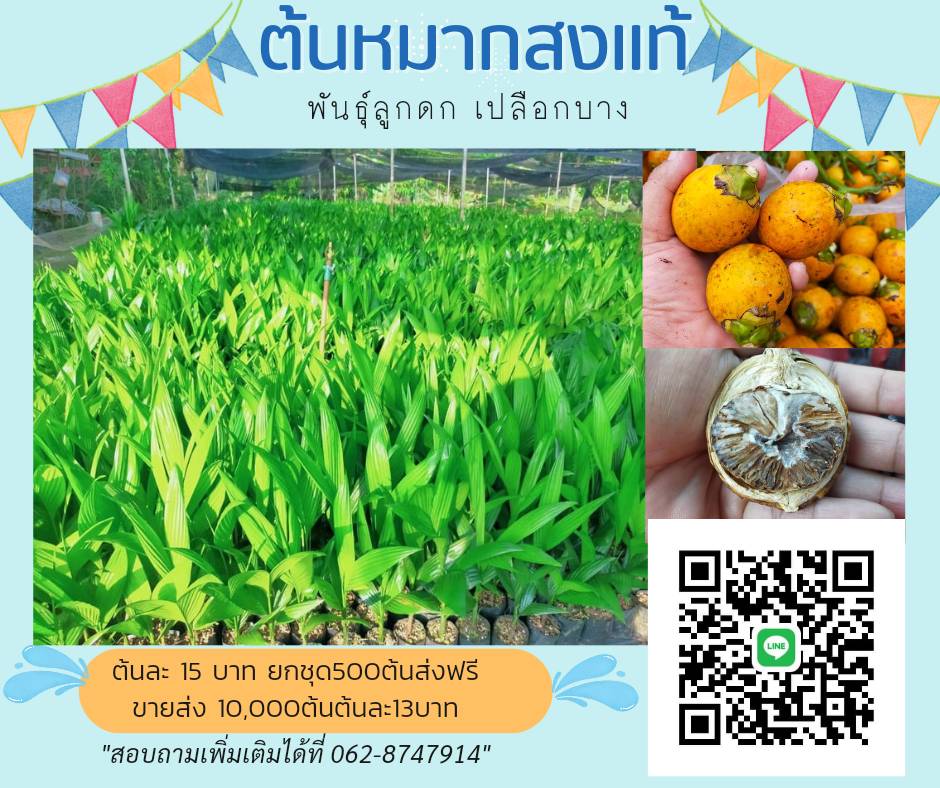 ส่งฟรี500ต้นหมากสงแท้ พันธุ์JT054 ลูกใหญ่ ต้นละ20บาท เปลือกบาง ทานผลได้ ทนโรค ให้ผลผลิตเร็ว พร้อมคู่มือการปลูก