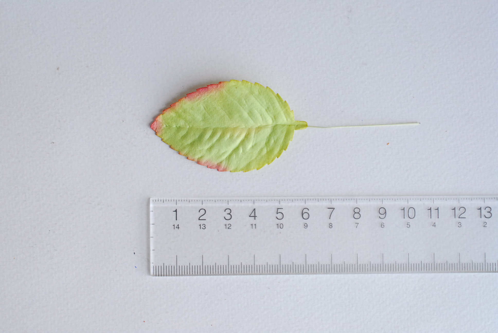 ใบไม้กระดาษ ใบไม้กระดาษสา ราคาส่ง,ใบไม่้กุหลาบกระดาษ สำหรับดอกกุหลาบกระดาษสา ใบไม้ประดิษฐ์ สำหรับตกแต่ง หรืองานแต่งงาน สีเขียวปัดแดง ขนาด6x4.5 cm. จำนวน 50 ใบ