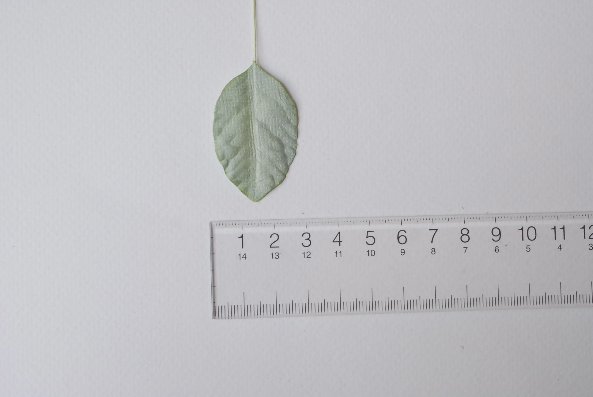 ใบไม้กระดาษ ใบไม้กระดาษสา ราคาส่ง,ใบไม้กุหลาบกระดาษ สำหรับดอกมะลิกระดาษสา ใบไม้ประดิษฐ์ สำหรับตกแต่ง หรืองานแต่งงาน สีเขียว ขนาด 4.5x3.0 cm. จำนวน 50 ใบ