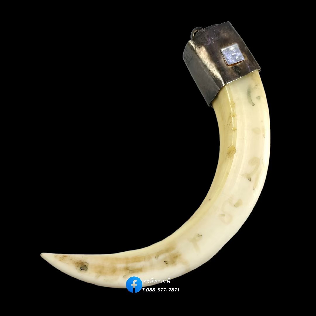 เขี้ยวหมูป่าพลิกแผ่นดิน