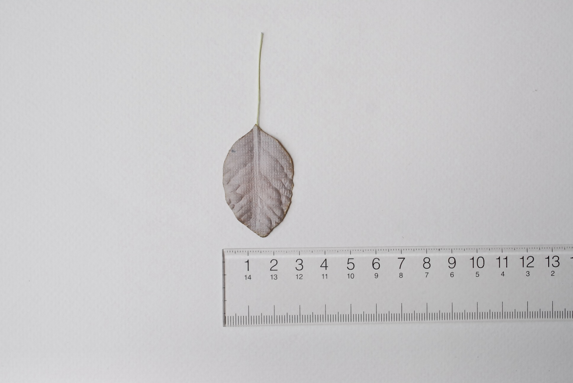 ใบไม้กระดาษ ใบไม้กระดาษสา ราคาส่ง,ใบไม้กุหลาบกระดาษ สำหรับดอกมะลิกระดาษสา ใบไม้ประดิษฐ์ สำหรับตกแต่ง หรืองานแต่งงาน สีเทา ขนาด 4.5x3.0 cm. จำนวน 50 ใบ