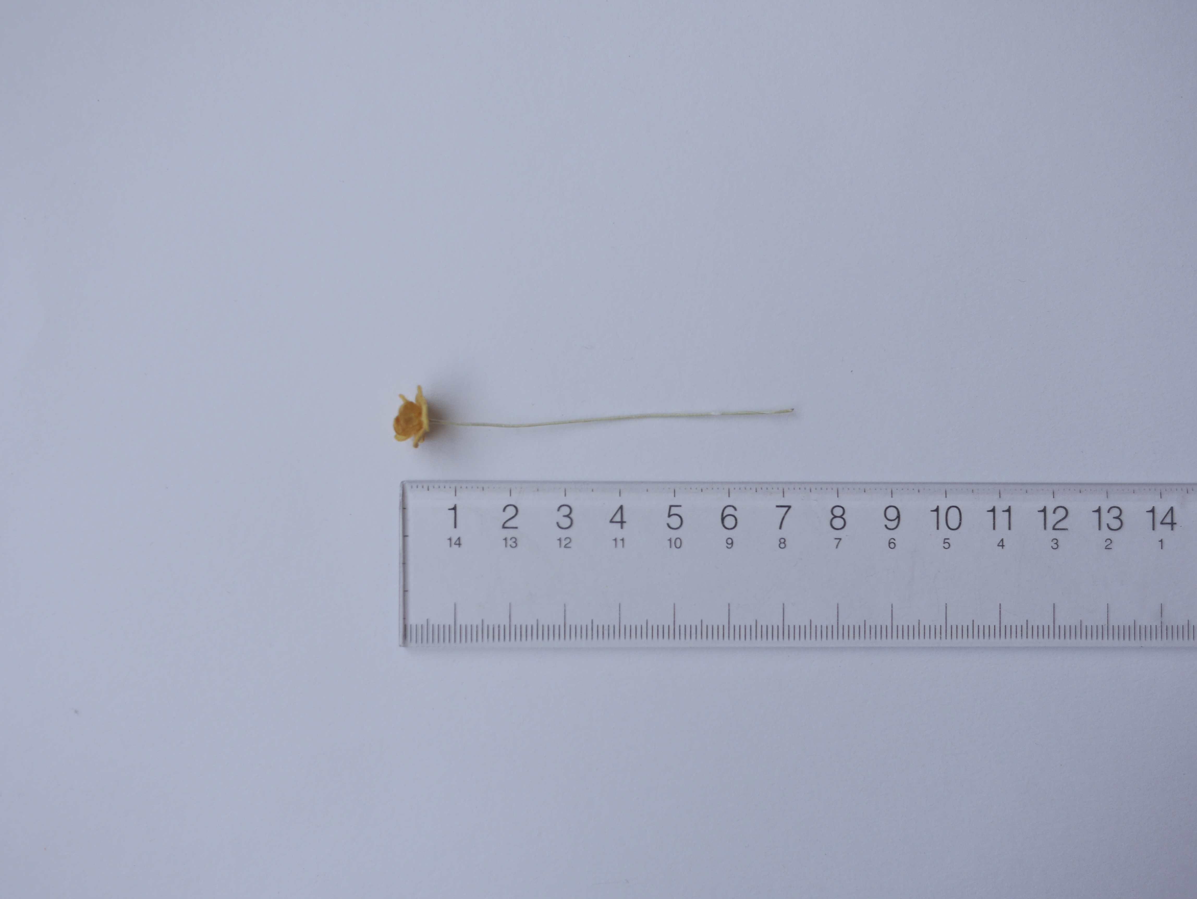 ดอกไม้กระดาษสา ดอกไม้กระดาษสาราคาส่ง ดอกไม้กระดาษสำหรับตกแต่ง งานแต่งงาน หรือติดของชำร่วย ดอก creeping lady 100 ดอก ขนาด 0.8 cm. สีน้ำตาลกากี Small Paper Flower with stem, 100 pcs., size 0.8 cm., creeping flowers 2 layers, khaki brown color.