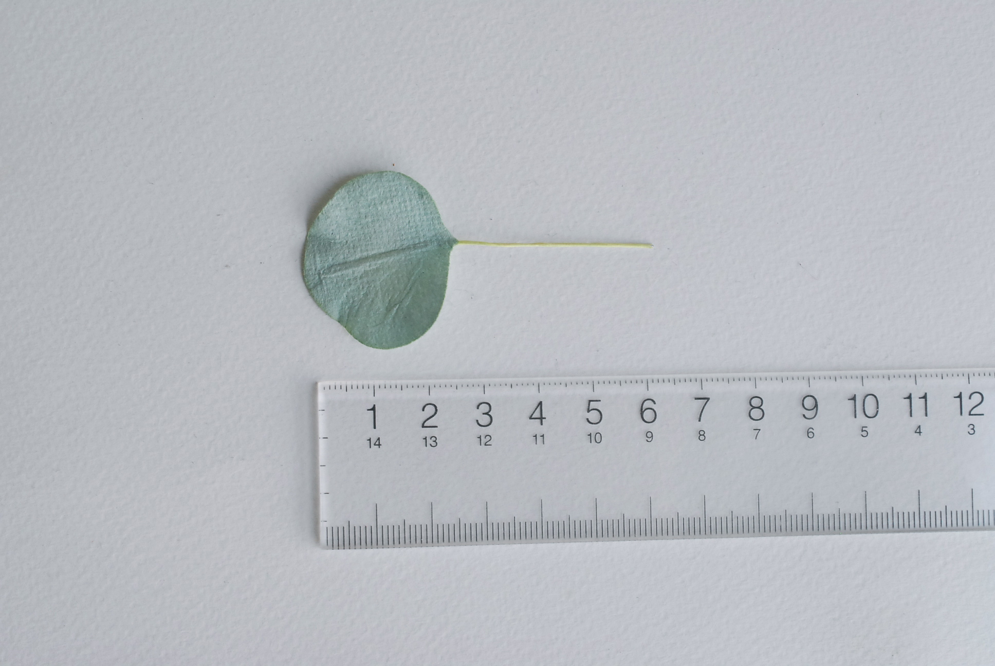 ใบไม้กระดาษ orbicular leaves ใบไม้กระดาษสา ราคาส่ง,ใบไม่้กลม กระดาษ สำหรับงานประดิษฐ์ ใบไม้ประดิษฐ์ สำหรับตกแต่ง หรืองานแต่งงาน สีเขียวตุ่น ขนาด 3x3 cm. จำนวน 50 ใบ