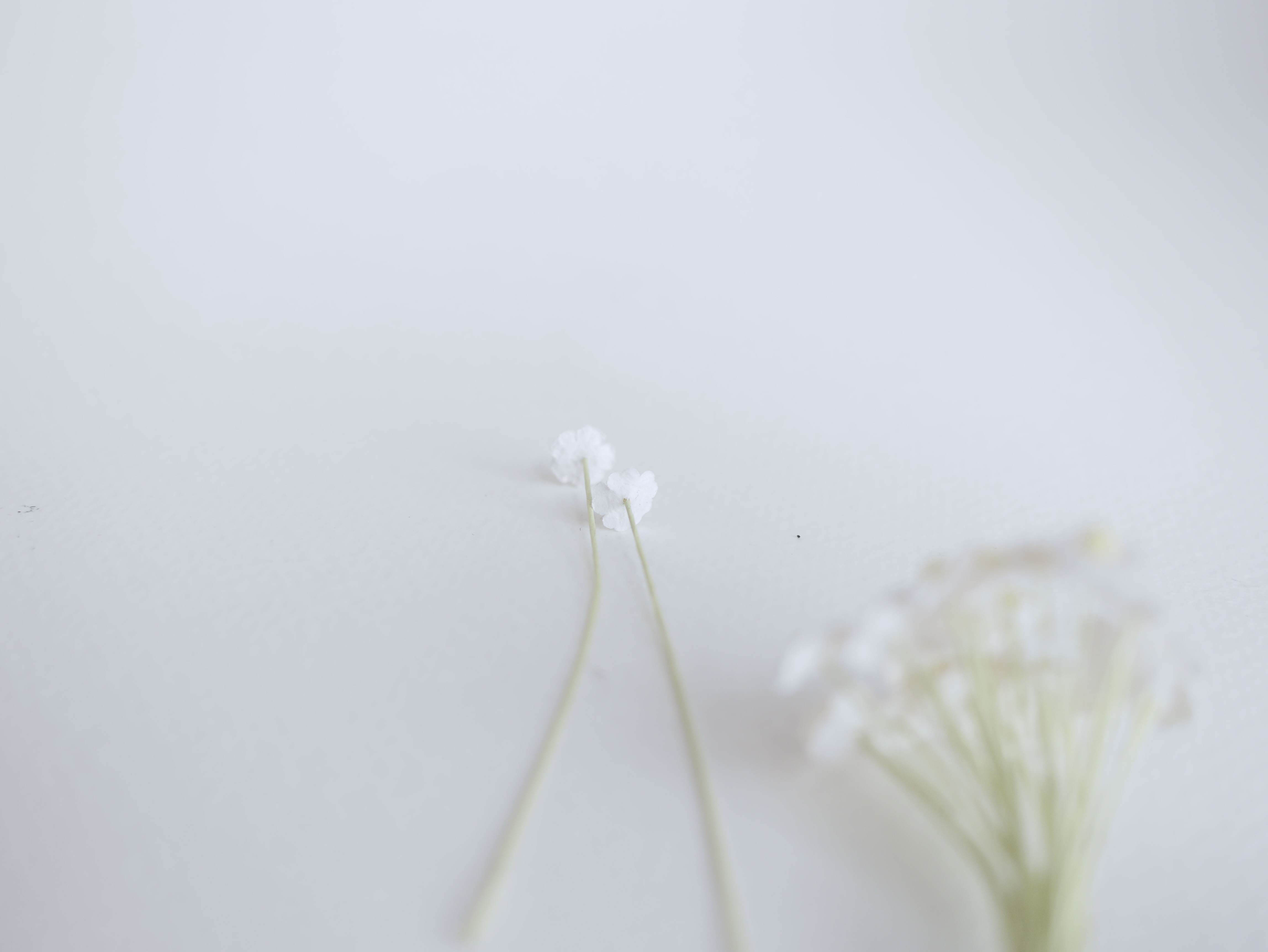 ดอกไม้กระดาษสา ดอกไม้กระดาษสาราคาส่ง ดอกไม้กระดาษสำหรับตกแต่ง งานแต่งงาน หรือติดของชำร่วย ดอกไม้จิ๋ว 100 ดอก ขนาด 0.6 cm. สีขาว Small Paper Flower with stem, , 100 pcs., size 0.5 cm., small creeping ladies flowers 1 layer, white color.