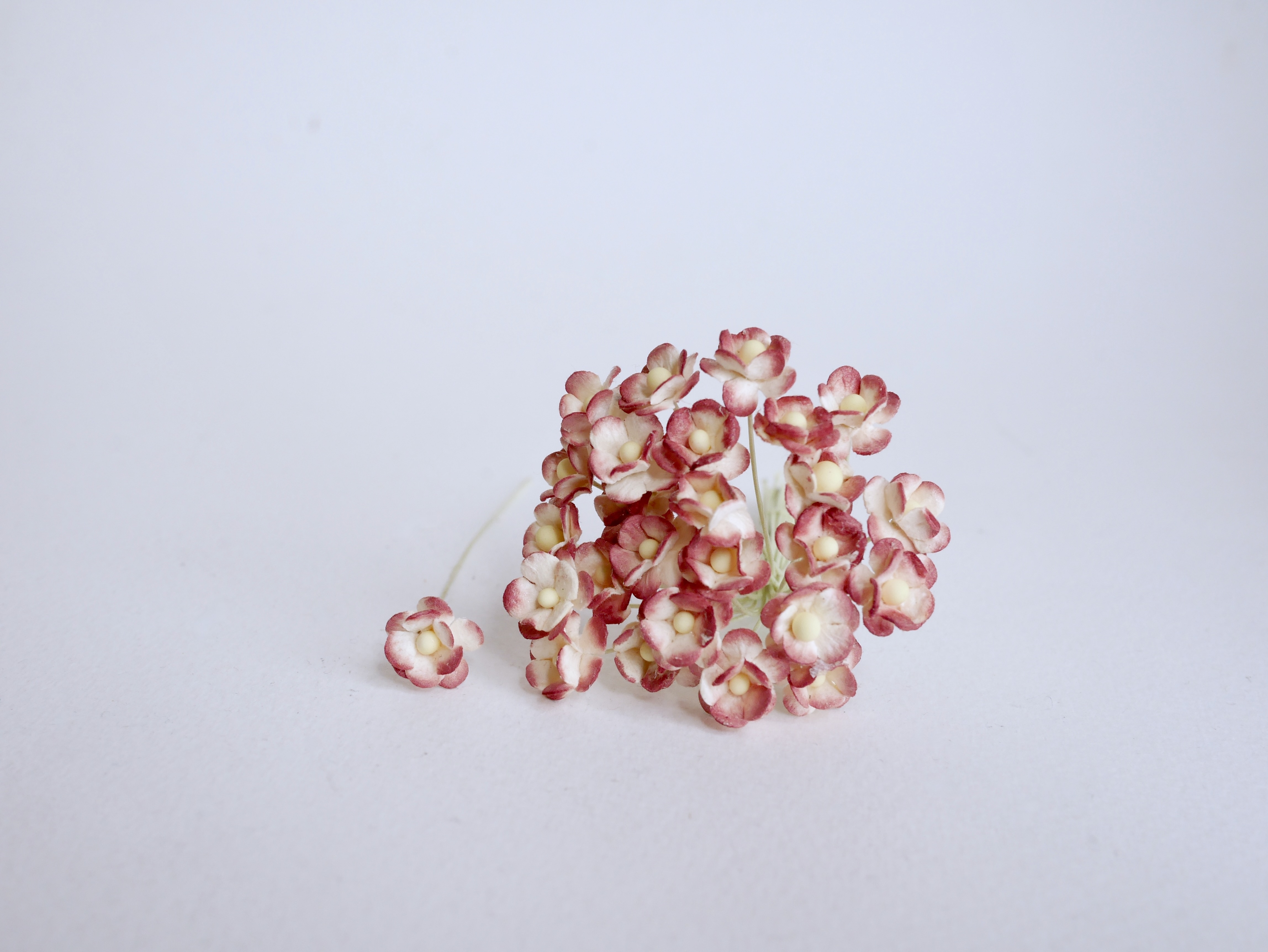 ดอกไม้กระดาษสา ดอกไม้กระดาษสาราคาส่ง ดอกไม้กระดาษสำหรับตกแต่ง งานแต่งงาน หรือติดของชำร่วย ดอก creeping lady 100 ดอก ขนาด 0.8 cm. สีเลือดหมูปัดสีงาช้าง Small Paper Flower with stem, 100 pcs., size 0.8 cm., creeping flowers 2 layers, red wine brush ivory co