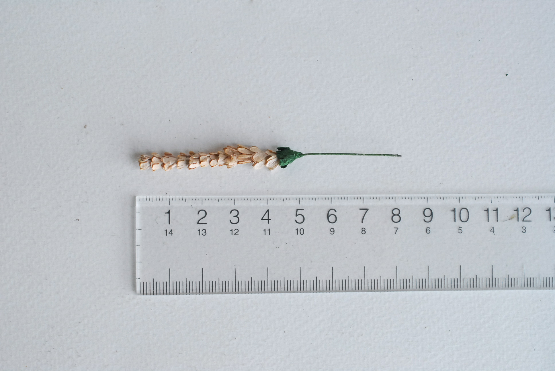 ดอกไม้ประดิษฐ์, ดอกไม้กระดาษสา, ดอกลาเวนเดอร์กระดาษ lavender, ดอกลาเวนเดอร์ กระดาษสา งานประดิษฐ์ตกแต่งของชำร่วย, ดอกไม้ทำพานพุ่ม, พานรับไหว้, ขนาด 0.5x5 cm. สีน้ำตาลอ่อน