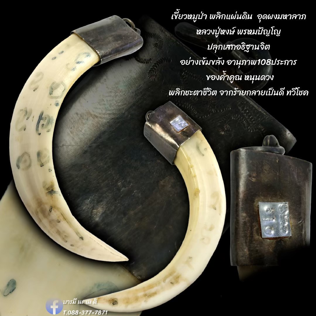 เขี้ยวหมูป่าพลิกแผ่นดิน