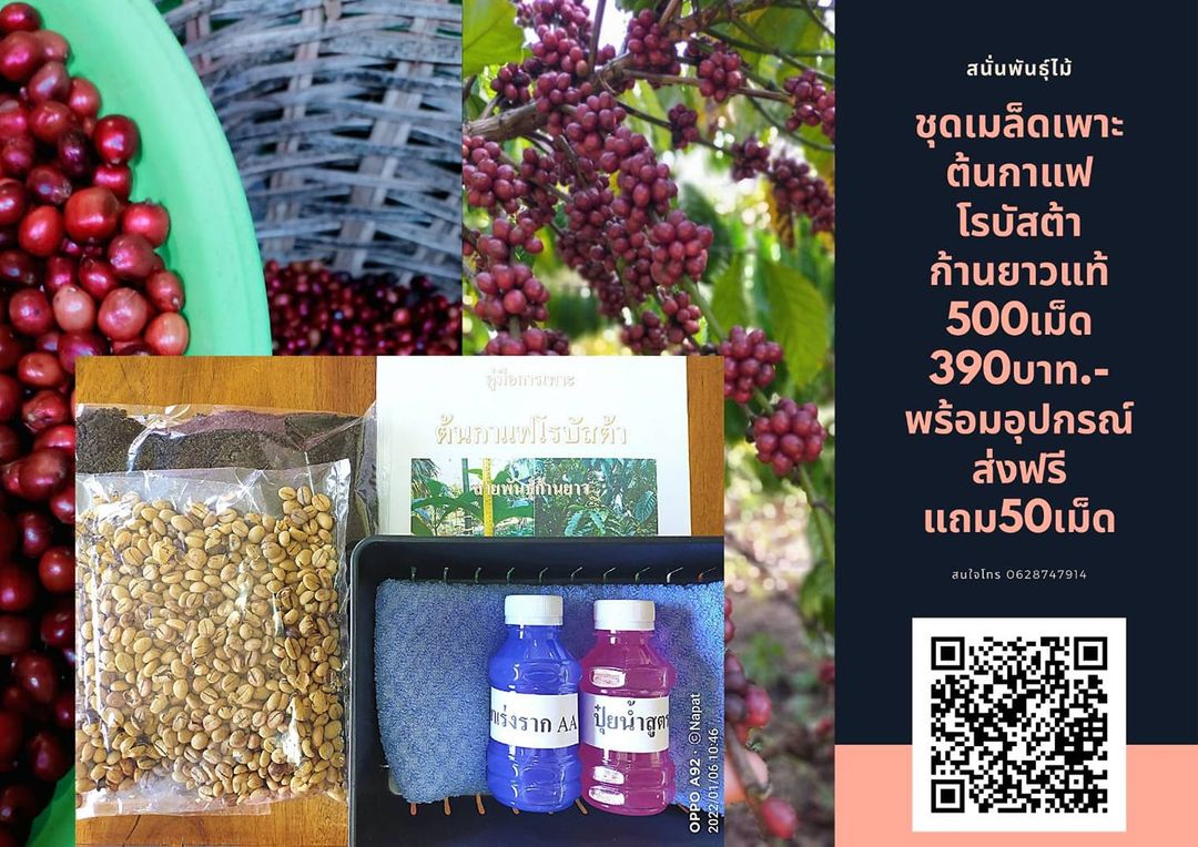เมล็ดกาแฟโรบัสต้า 500เม็ดสำหรับเพาะกล้า สายพันธุ์ก้านยาว ลูกดก แบบกะลาพร้อมอุปกรณ์และคู่มือลงปลูกส่งฟรี ชุดละ 390 มีบริการเก็บเงินปลายทาง