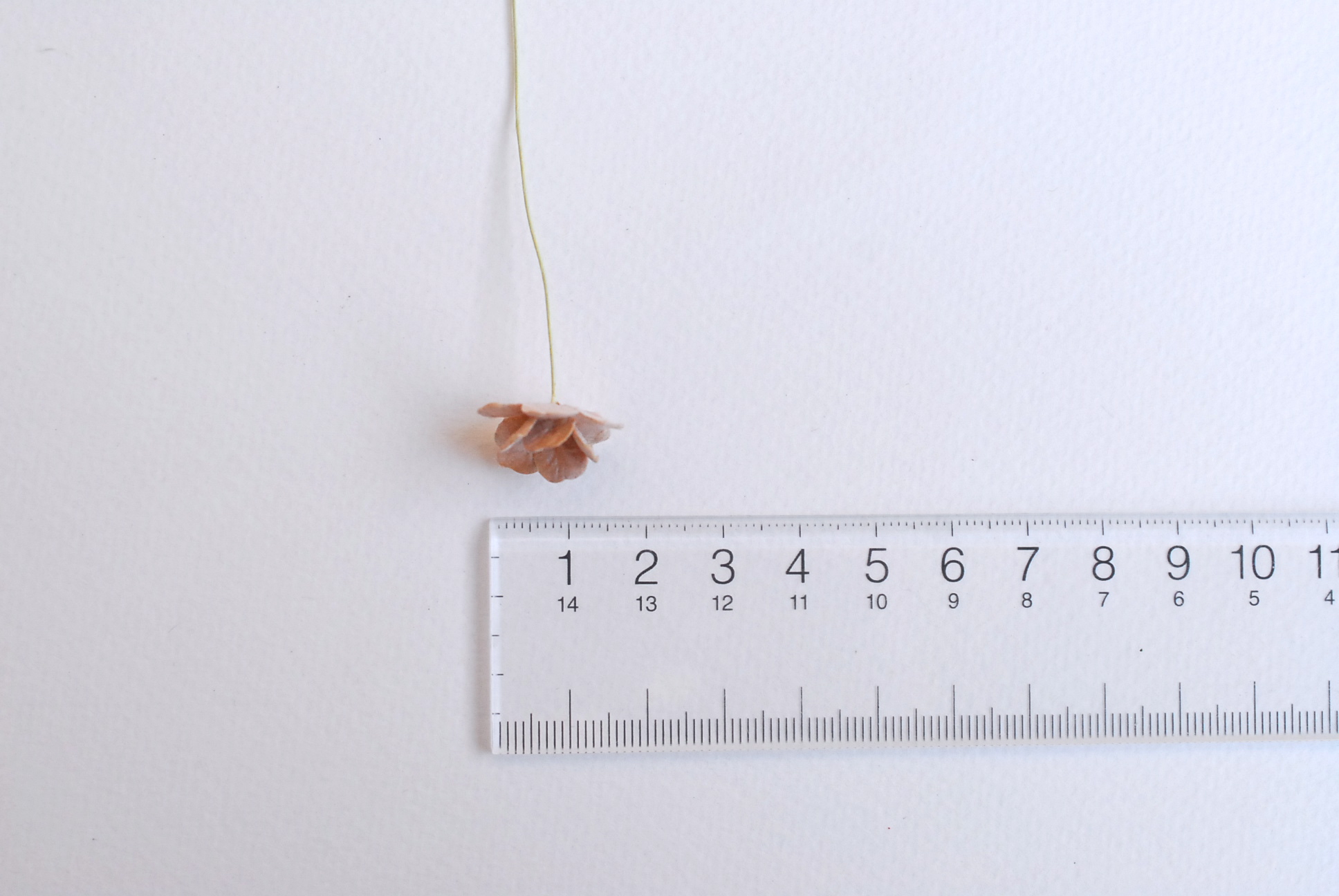 ดอกไม้กระดาษสา ราคาส่ง, ดอกไฮเดรนเยียกระดาษสา ดอกไม้ประดิษฐ์ ตกแต่งงานแต่งงาน ประดิษฐ์ข้อมือเพื่อนเจ้าสาว ขนา่ด 1.5 cm., สำหรับของชำร่วย, งานแต่งงาน, ดอกไม้ทำข้อมือเจ้าสาว สีน้ำตาลอ่อน จำนวน 100 ดอก Paper flower,100 Pieces mulberry hydenyia light brown co