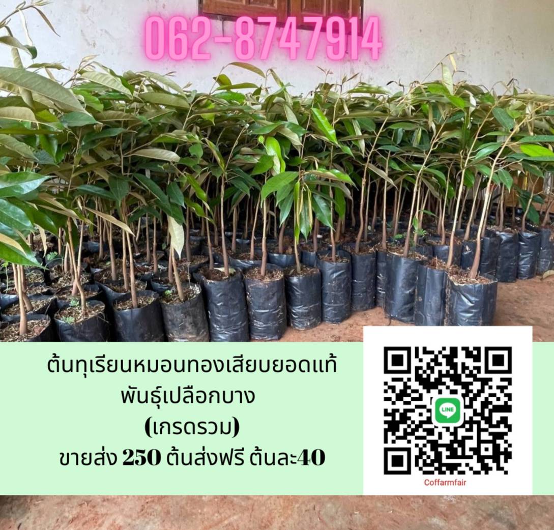 40 บาทต้นทุเรียนหมอนทองแท้เสียบยอดเกรดรวม สายพันธุ์เปลือกบางแท้ รากเป็นทุเรียนป่าเพาะเม็ด ต้นเตี้ย ให้ผลผลิตเร็ว ชุด 250 ต้นส่งฟรี