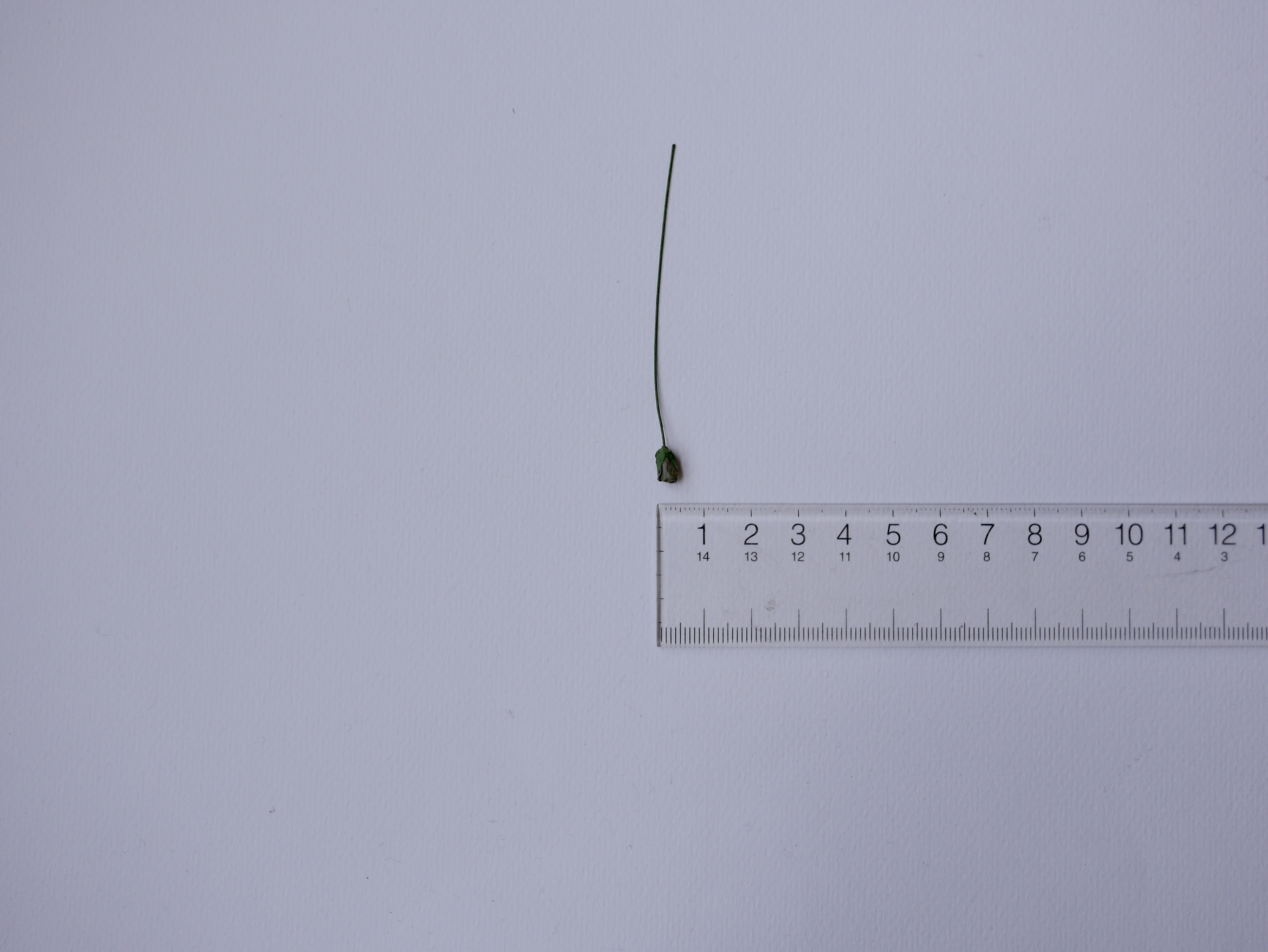 ดอกไม้กระดาษสา ดอกไม้กระดาษสา งานประดิษฐ์ ดอกไม้ทำข้อมือเพื่อนเจ้าสาว แต่งงาน, ดอกกุหลาบตูม 100 ดอก สีเขียวทหารเข้ม ขนาด 0.5x0.8 cm. paper flowers, budding roses flower 0.5x0.8 cm. 100 pieces. dark green color.