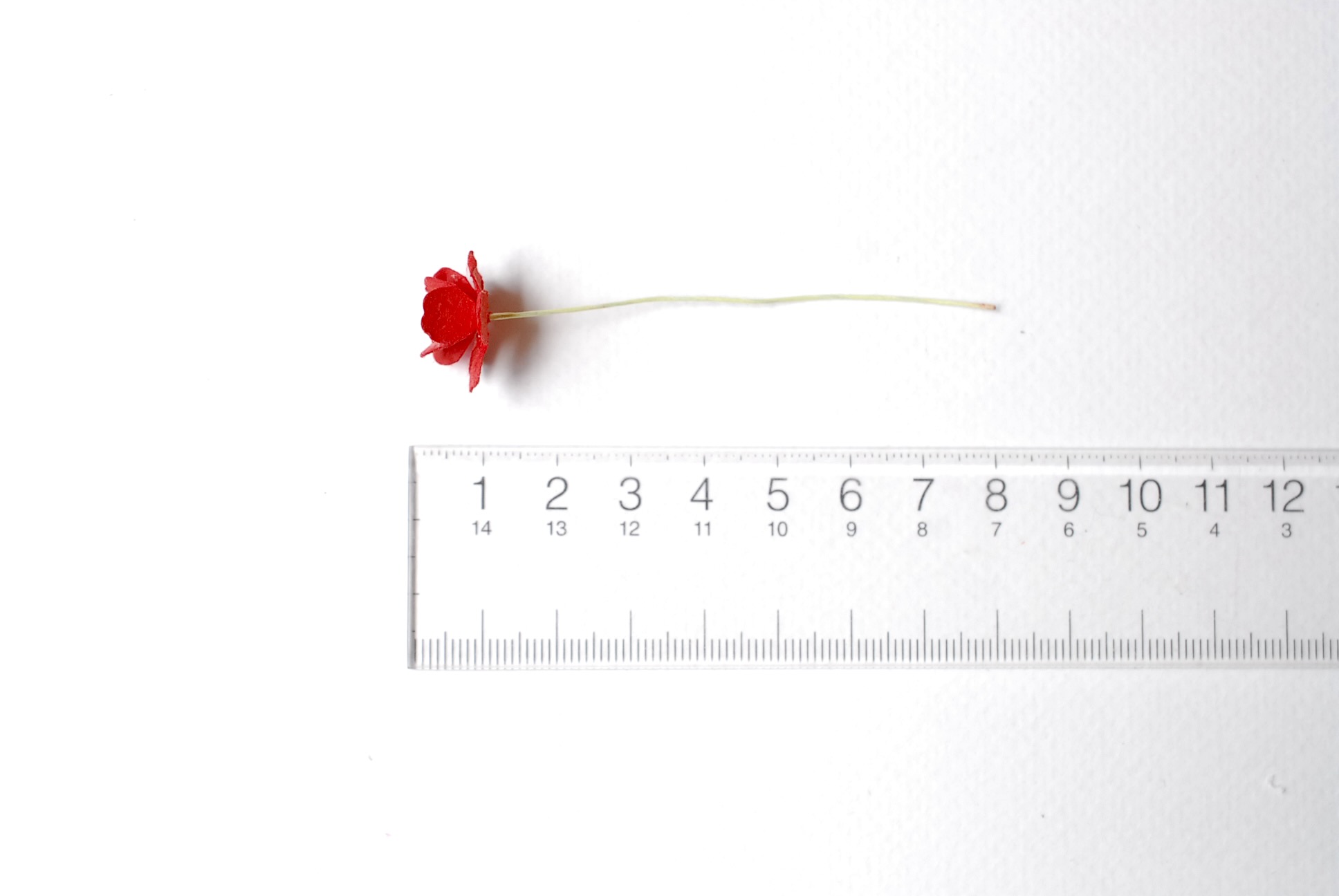 ดอกไม้กระดาษสา ราคาส่ง, ดอกไฮเดรนเยียกระดาษสา ดอกไม้ประดิษฐ์ ตกแต่งงานแต่งงาน ประดิษฐ์ข้อมือเพื่อนเจ้าสาว ขนาด 1.5 cm., สำหรับของชำร่วย, งานแต่งงาน, ดอกไม้ทำข้อมือเจ้าสาว สีแดง จำนวน 100 ดอก Paper flower,100 Pieces mulberry hydrangea red color