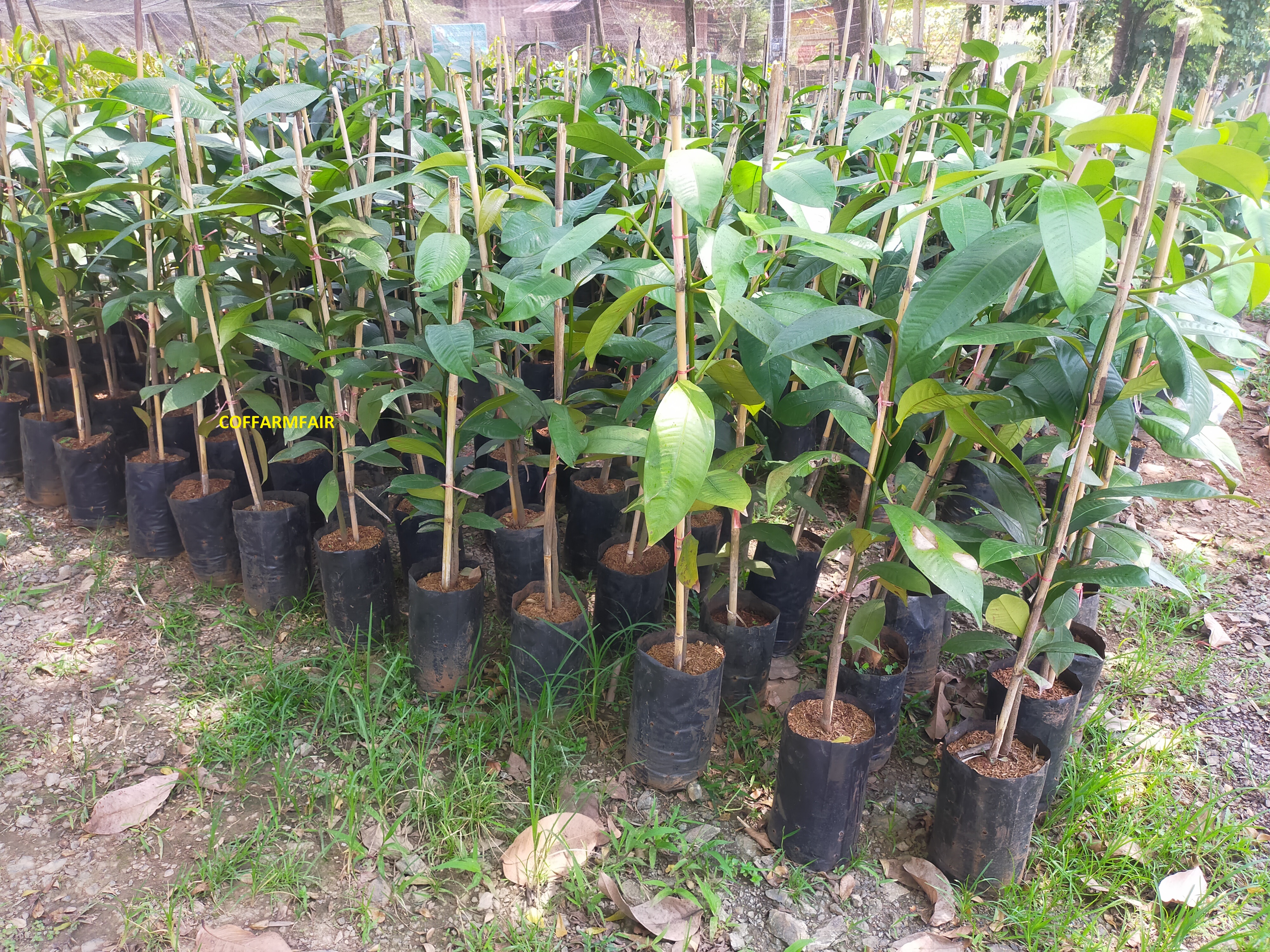 ส่งฟรีชุด50ต้นมังคุดเปลือกบาง กล้าใหญ่สูง100 cm.สายพันธุ์แท้ เพาะเมล็ด เนื้อสวย ลูกดก มีคู่มือแนะนำการปลูก