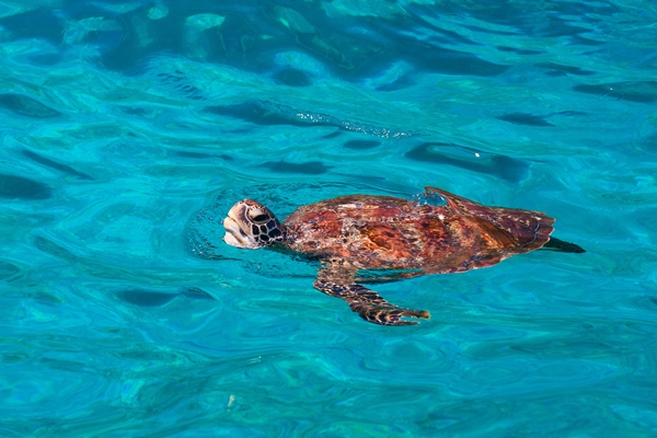 อันดับ 1 ทัวร์เกาะสิมิลัน 1 วัน เรือสปีดโบ๊ท Similan Islands by speed boat