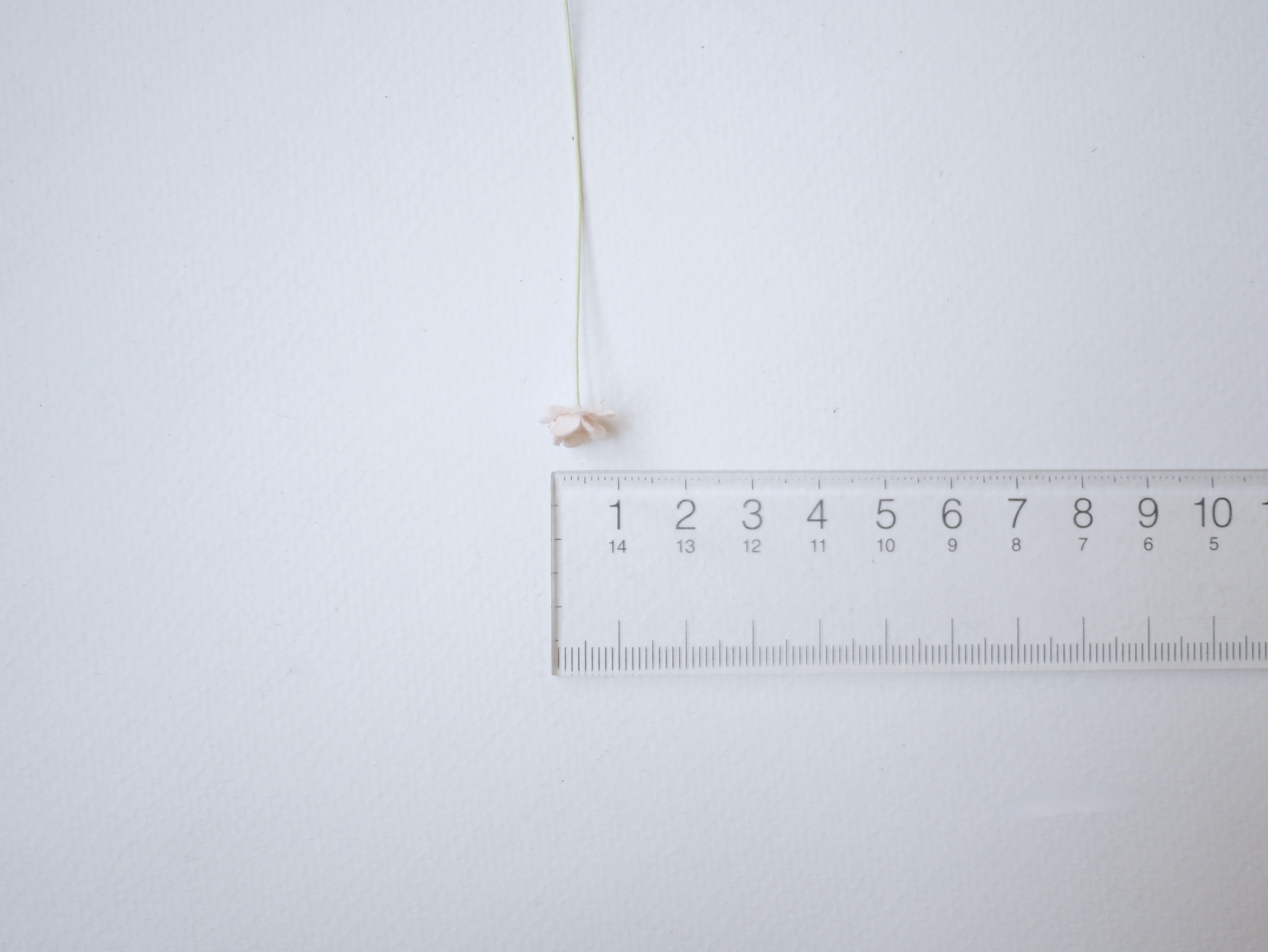 ดอกไม้กระดาษสา ดอกไม้กระดาษสาราคาส่ง ดอกไม้กระดาษสำหรับตกแต่ง งานแต่งงาน หรือติดของชำร่วย ดอก creeping lady 100 ดอก ขนาด 0.8 cm. คละสีพาสเทล Small Paper Flower with stem, , 100 pcs., size 0.8 cm., creeping flowers 2 layers, pastel mixed rainbow color.