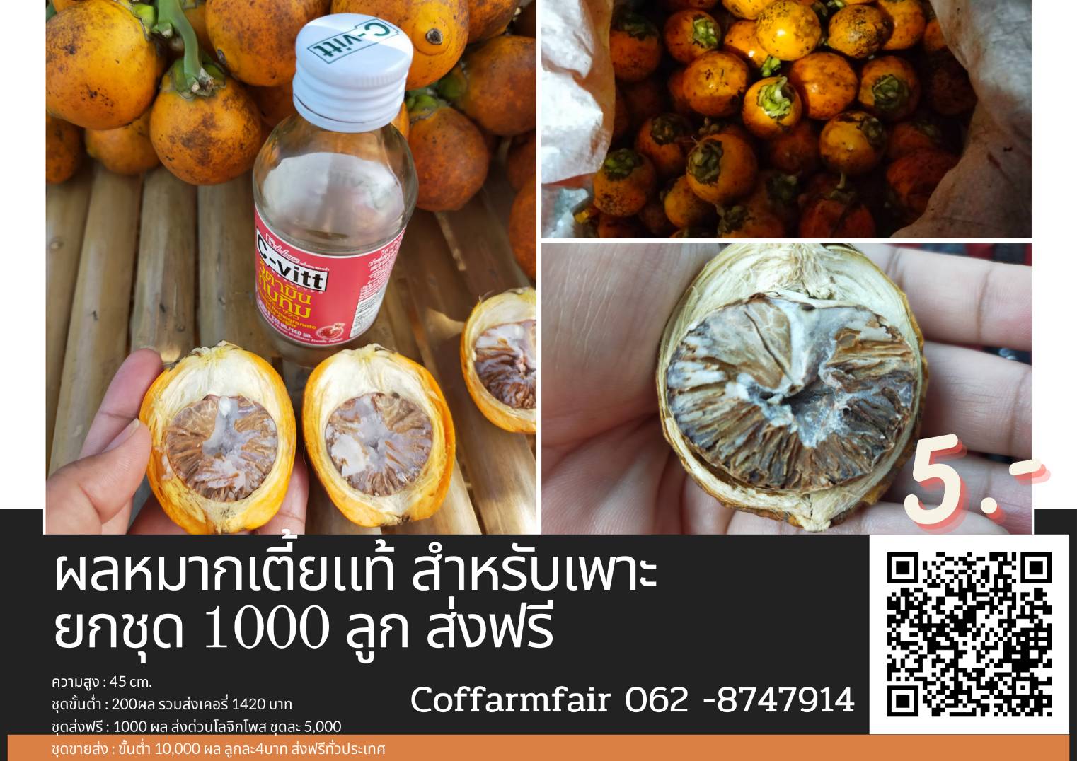 ส่งฟรีผลหมากเตี้ยสำหรับเพาะ ลูกละ5 บาท ยกชุด 500 ลูกส่งฟรี ลูกใหญ่ เปลือกบาง ต้นเตี้ย