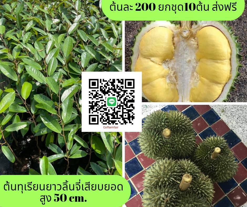 ยาวลิ้นจี่ ต้นทุเรียนเสียบยอดพันธุ์แท้ จัดชุดขั้นต่ำ 10 ต้นต้นละ 200 เปลือกบาง เนื้อฟู สีสวย เม็ดลีบ ราคาดีเป็นที่ต้องการของตลาด