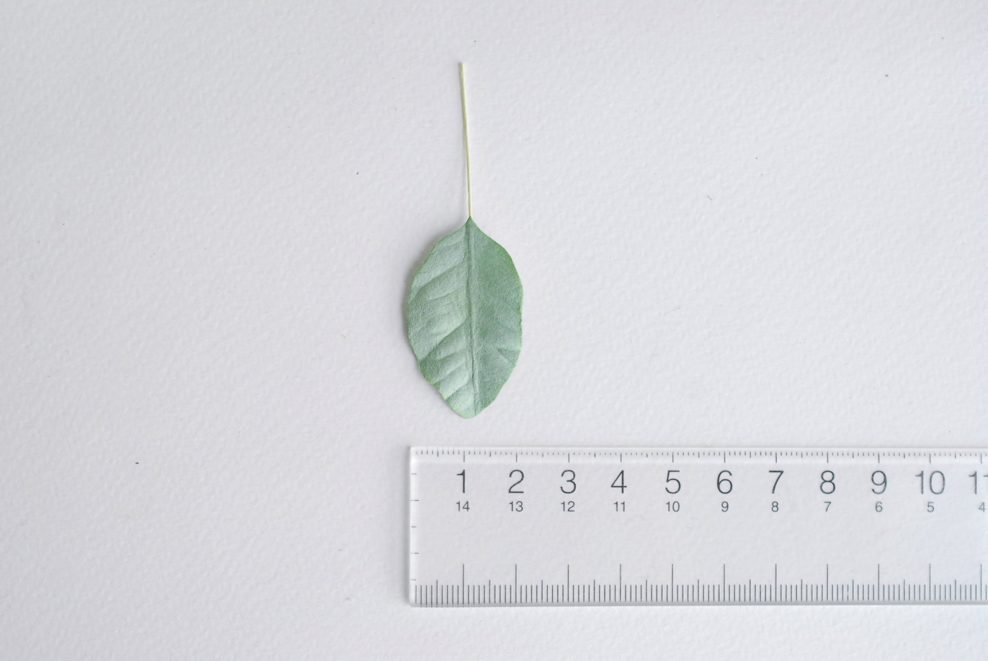 ใบไม้กระดาษ ใบไม้กระดาษสา ราคาส่ง,ใบไม่้กุหลาบกระดาษ สำหรับดอกมะลิกระดาษสา ใบไม้ประดิษฐ์ สำหรับตกแต่ง หรืองานแต่งงาน สีเขียว ขนาด 3.5x2.5 cm. จำนวน 50 ใบ