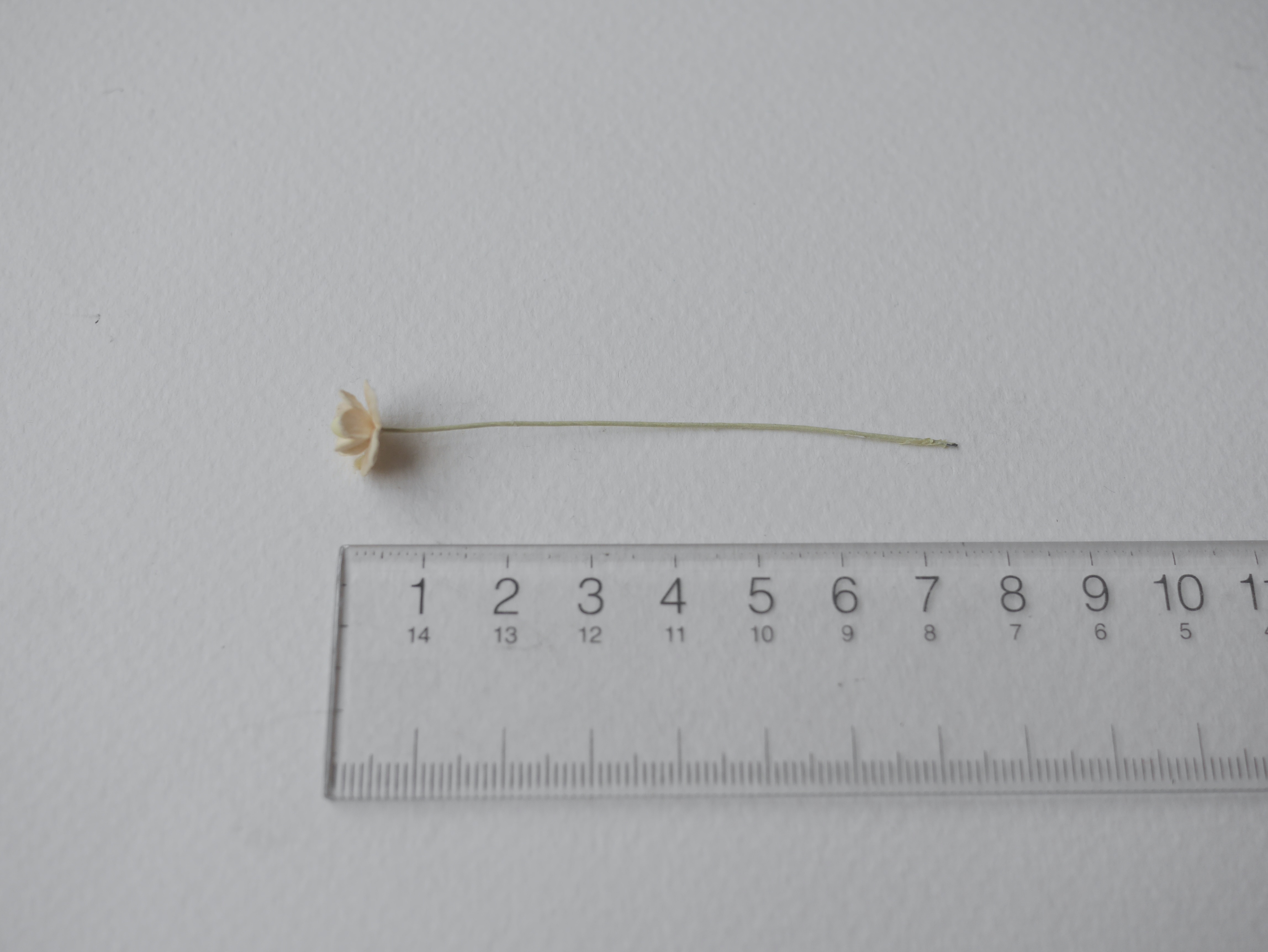 ดอกไม้กระดาษสา ดอกไม้กระดาษสาราคาส่ง ดอกไม้กระดาษสำหรับตกแต่ง งานแต่งงาน หรือติดของชำร่วย ดอก creeping lady 100 ดอก ขนาด 0.8 cm. สีเหลืองไข่อ่อน Small Paper Flower with stem, 100 pcs., size 0.8 cm., creeping flowers 2 layers, soft egg color.