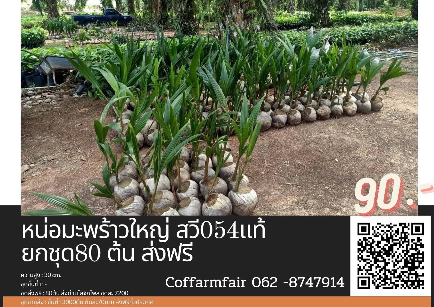ส่งฟรีหน่อมะพร้าวแกงสวีแท้ 054 ลูกใหญ่ ดก ยกชุด80หน่อส่งฟรีมีคู่มือแนะนำการปลูก หน่อละ90บาทพร้อมปลูก