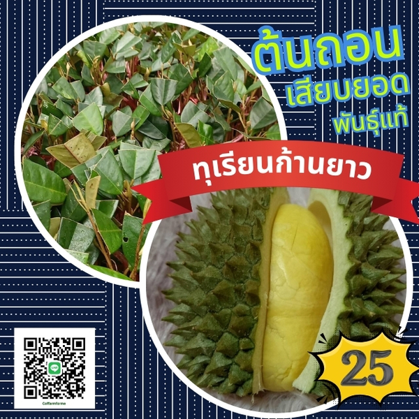 25บาท ต้นทุเรียนก้านยาว พันธุ์เมืองนนท์ เสียบยอดแท้ ยกชุด100ต้น พร้อมส่งเป็นต้นถอนคัดขนาดพร้อมคู่มือการปลูก