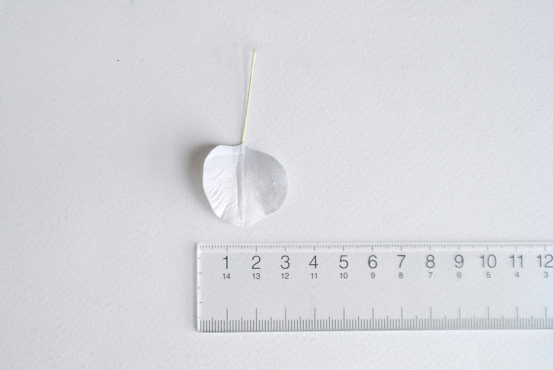 ใบไม้กระดาษ orbicular leaves ใบไม้กระดาษสา ราคาส่ง,ใบไม่้กลม กระดาษ สำหรับงานประดิษฐ์ ใบไม้ประดิษฐ์ สำหรับตกแต่ง หรืองานแต่งงาน สีเทา ขนาด 3x3 cm. จำนวน 50 ใบ