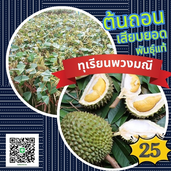25 บาทต้นทุเรียนพวงมณี เสียบยอดแท้ พันธุ์จากจันทบุรี เนื้อเนียนสวย หวานมัน จัดชุดรวมส่ง100ต้นพร้อมคู่มือ