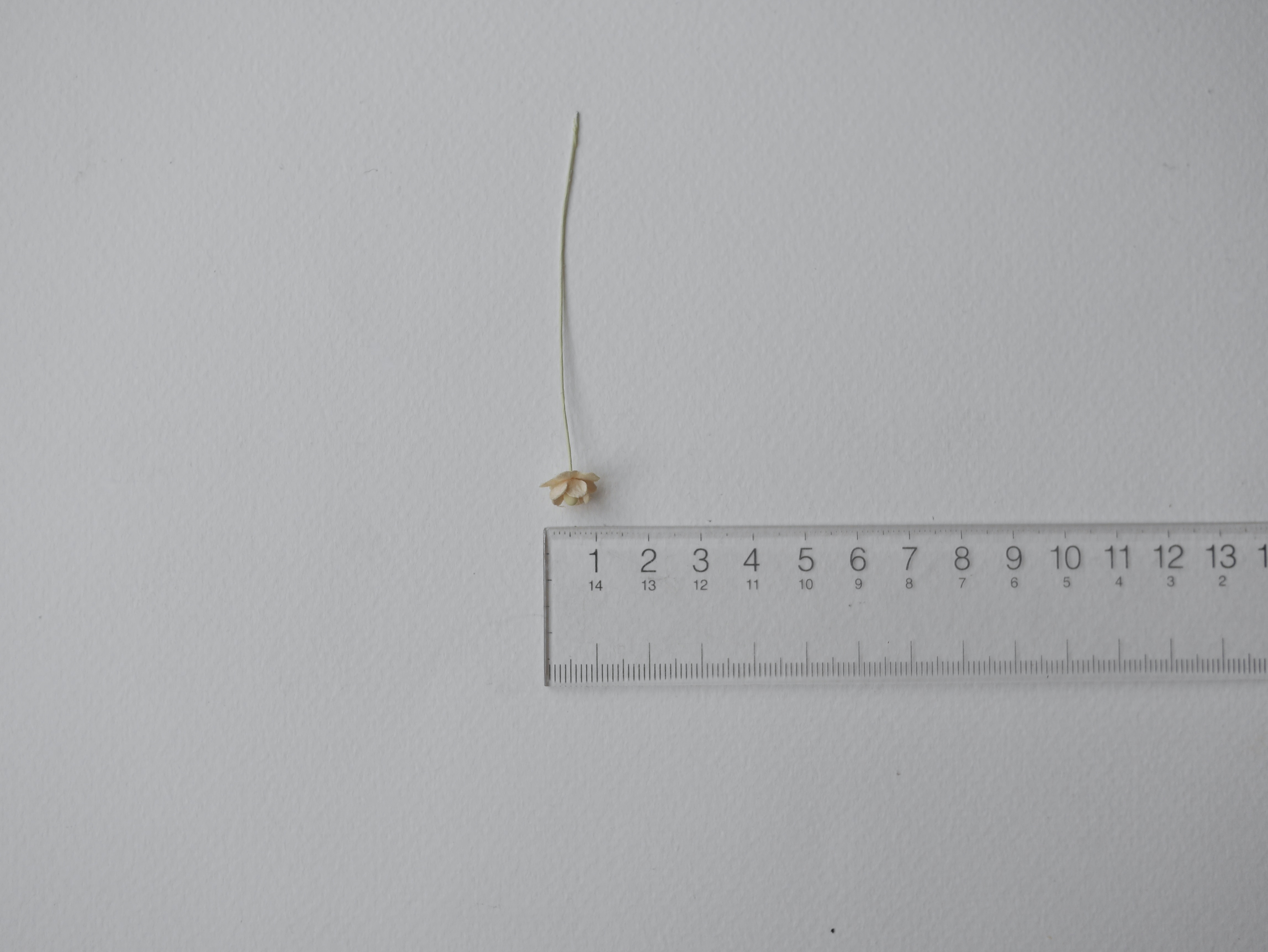 ดอกไม้กระดาษสา ดอกไม้กระดาษสาราคาส่ง ดอกไม้กระดาษสำหรับตกแต่ง งานแต่งงาน หรือติดของชำร่วย ดอก creeping lady 100 ดอก ขนาด 0.8 cm. สีเหลืองไข่อ่อน Small Paper Flower with stem, 100 pcs., size 0.8 cm., creeping flowers 2 layers, soft egg color.