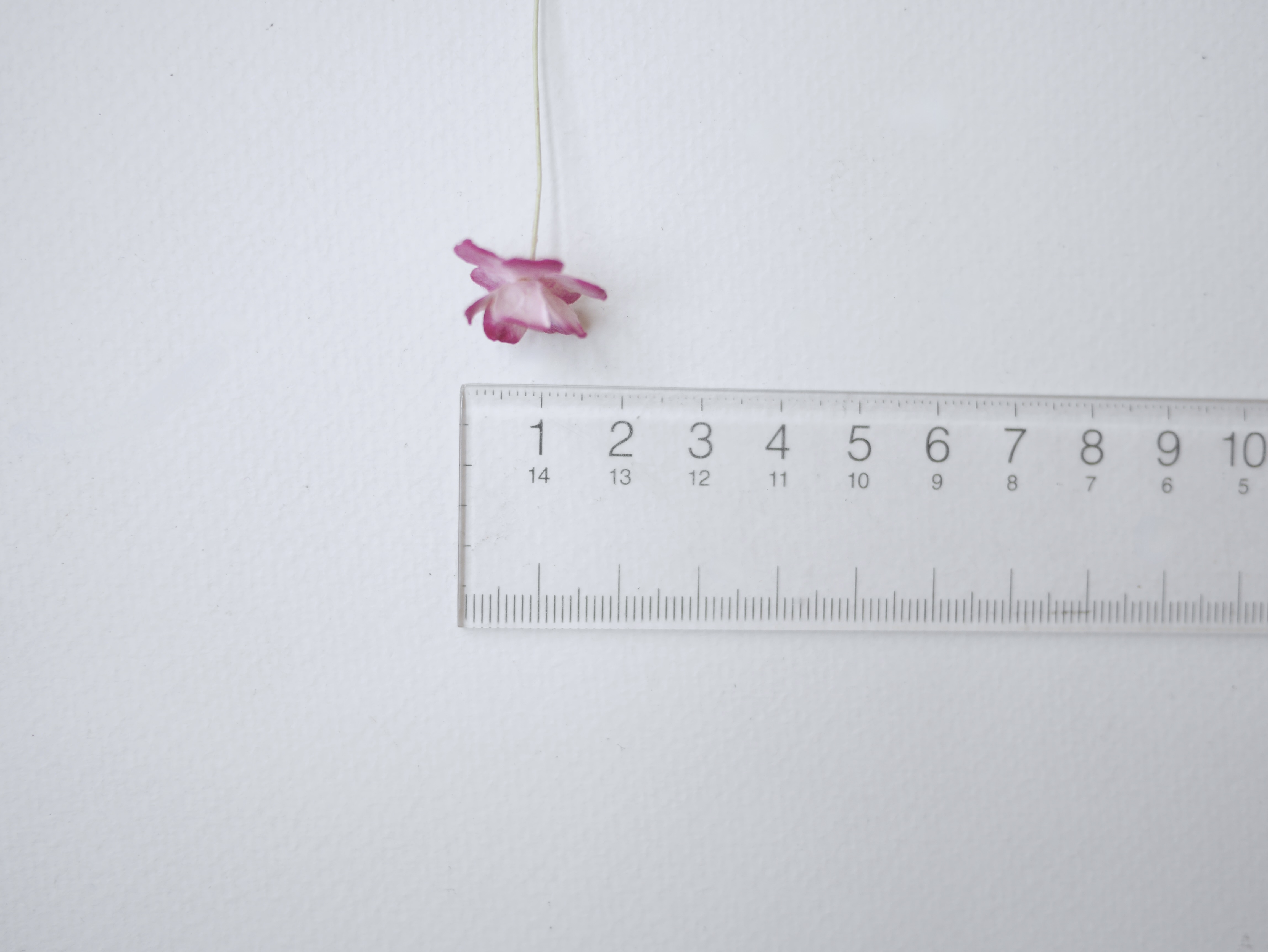 ดอกไม้กระดาษสา ราคาส่ง, ดอกไฮเดรนเยียกระดาษสา ดอกไม้ประดิษฐ์ ตกแต่งงานแต่งงาน ประดิษฐ์ข้อมือเพื่อนเจ้าสาว ขนาด 1.5 cm., สำหรับของชำร่วย, งานแต่งงาน, ดอกไม้ทำข้อมือเจ้าสาว สีบานเย็นปัด magenta brush pink จำนวน 100 ดอก Paper flower,100 Pieces mulberry hyden