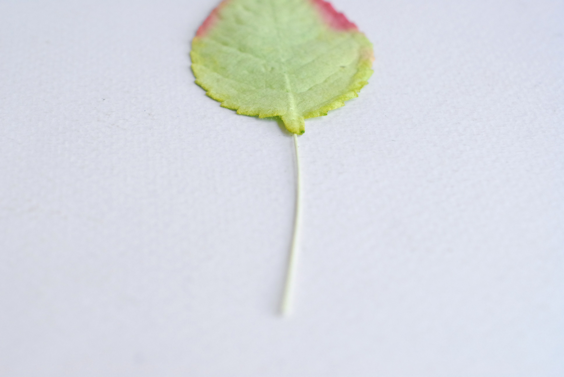 ใบไม้กระดาษ ใบไม้กระดาษสา ราคาส่ง,ใบไม่้กุหลาบกระดาษ สำหรับดอกกุหลาบกระดาษสา ใบไม้ประดิษฐ์ สำหรับตกแต่ง หรืองานแต่งงาน สีเขียวปัดแดง ขนาด6x4.5 cm. จำนวน 50 ใบ