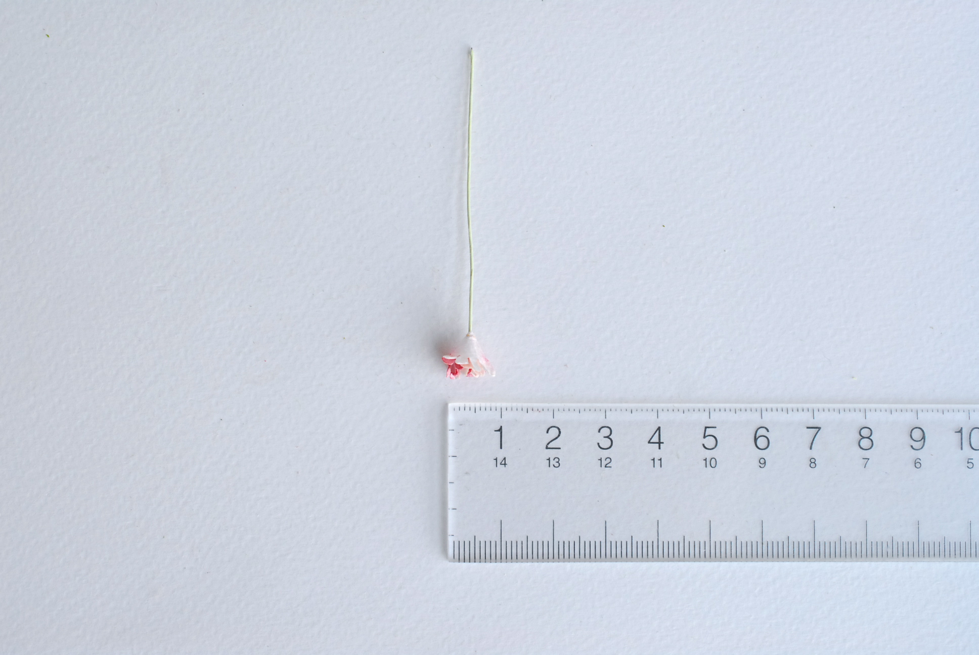 ดอกไม้ประดิษฐ์, ดอกไม้กระดาษสา, ดอก gypsophila, ดอกยิปโซ งานประดิษฐ์ตกแต่งของชำร่วย, ดอกไม้ทำพานพุ่ม, พานรับไหว้, ขนาด 0.4 cm. สีแดงปัดขาว