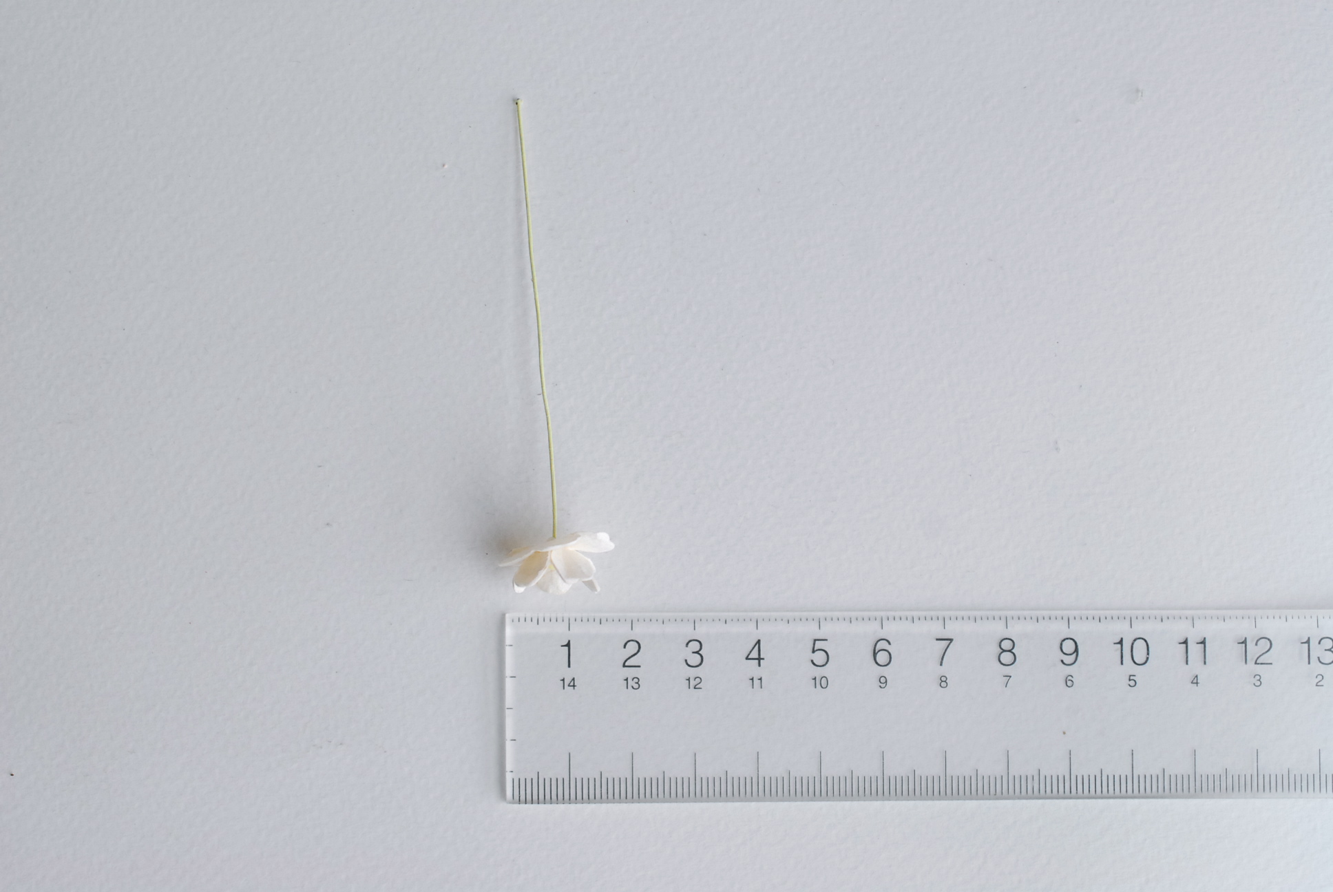 ดอกไม้กระดาษสา ราคาส่ง, ดอกไฮเดรนเยียกระดาษสา ดอกไม้ประดิษฐ์ ตกแต่งงานแต่งงาน ประดิษฐ์ข้อมือเพื่อนเจ้าสาว ขนา่ด 1.5 cm., สำหรับของชำร่วย, งานแต่งงาน, ดอกไม้ทำข้อมือเจ้าสาว สีขาวอ๊อฟไวท์ จำนวน 100 ดอก Paper flower,100 Pieces mulberry hydenyia, ofwhite colo