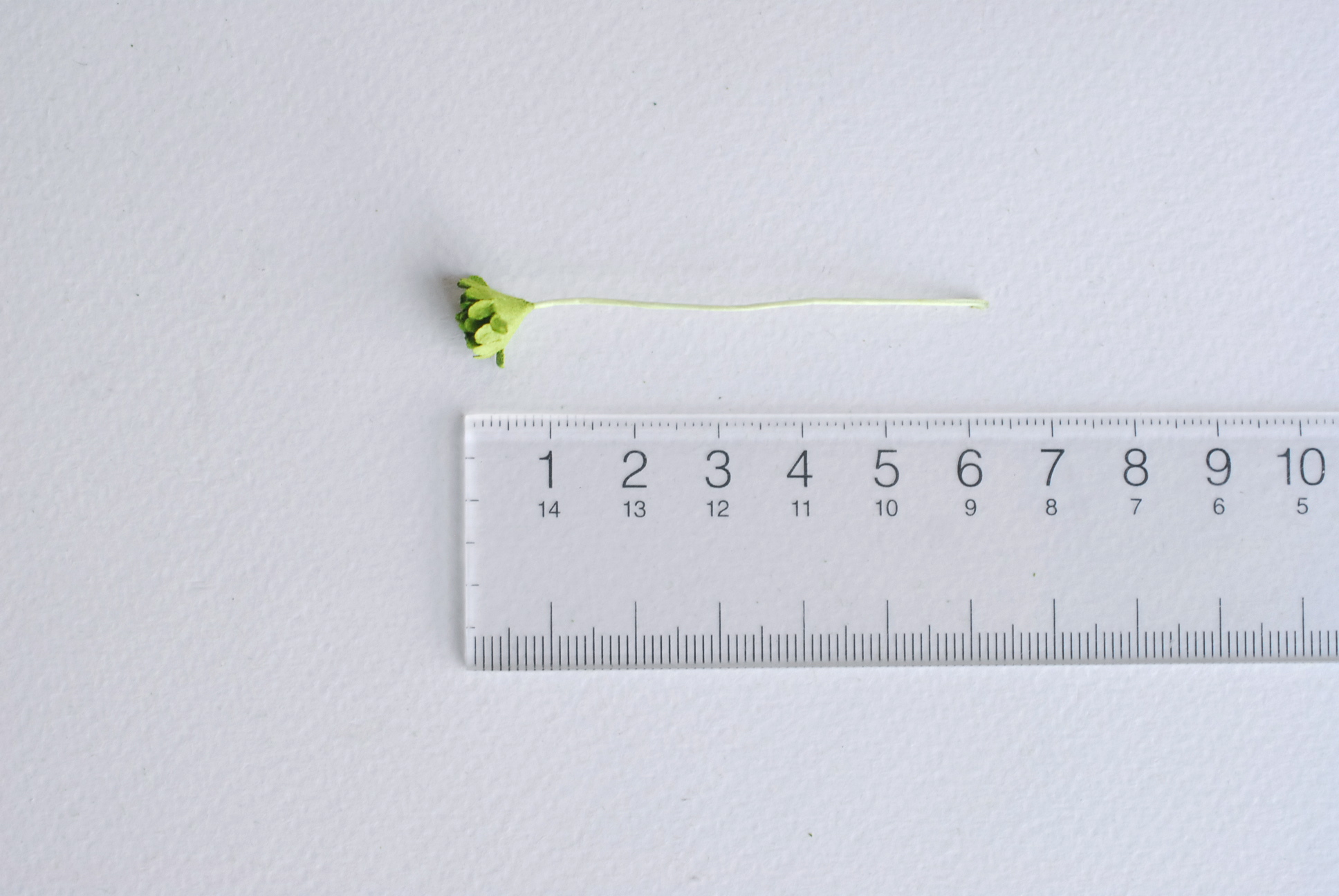 ดอกไม้เขียวทำพานพุ่ม ดอกกะเบง ดอกไม้ประดิษฐ์, ดอกไม้กระดาษสา, ดอก gypsophila, ดอกยิปโซ งานประดิษฐ์ตกแต่งของชำร่วย, ,พานพวงมาลัย, พานรับไหว้, ขนาด 1 cm. สีเขียว 20 ถุง