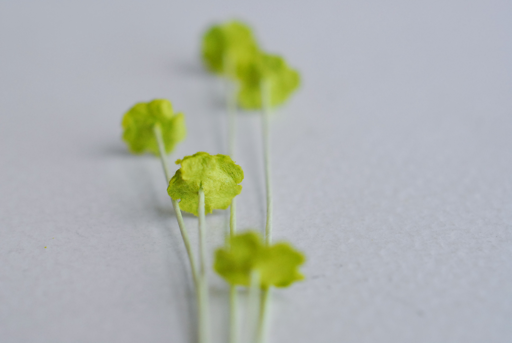 ดอกไม้กระดาษสา ดอกไม้กระดาษสาราคาส่ง ดอกไม้กระดาษสำหรับตกแต่ง งานแต่งงาน หรือติดของชำร่วย ดอกไม้จิ๋ว 100 ดอก ขนาด 0.6 cm. สีเขียว Small Paper Flower with stem, , 100 pcs., size 0.6 cm., small creeping ladies flowers 1 layer, green color.