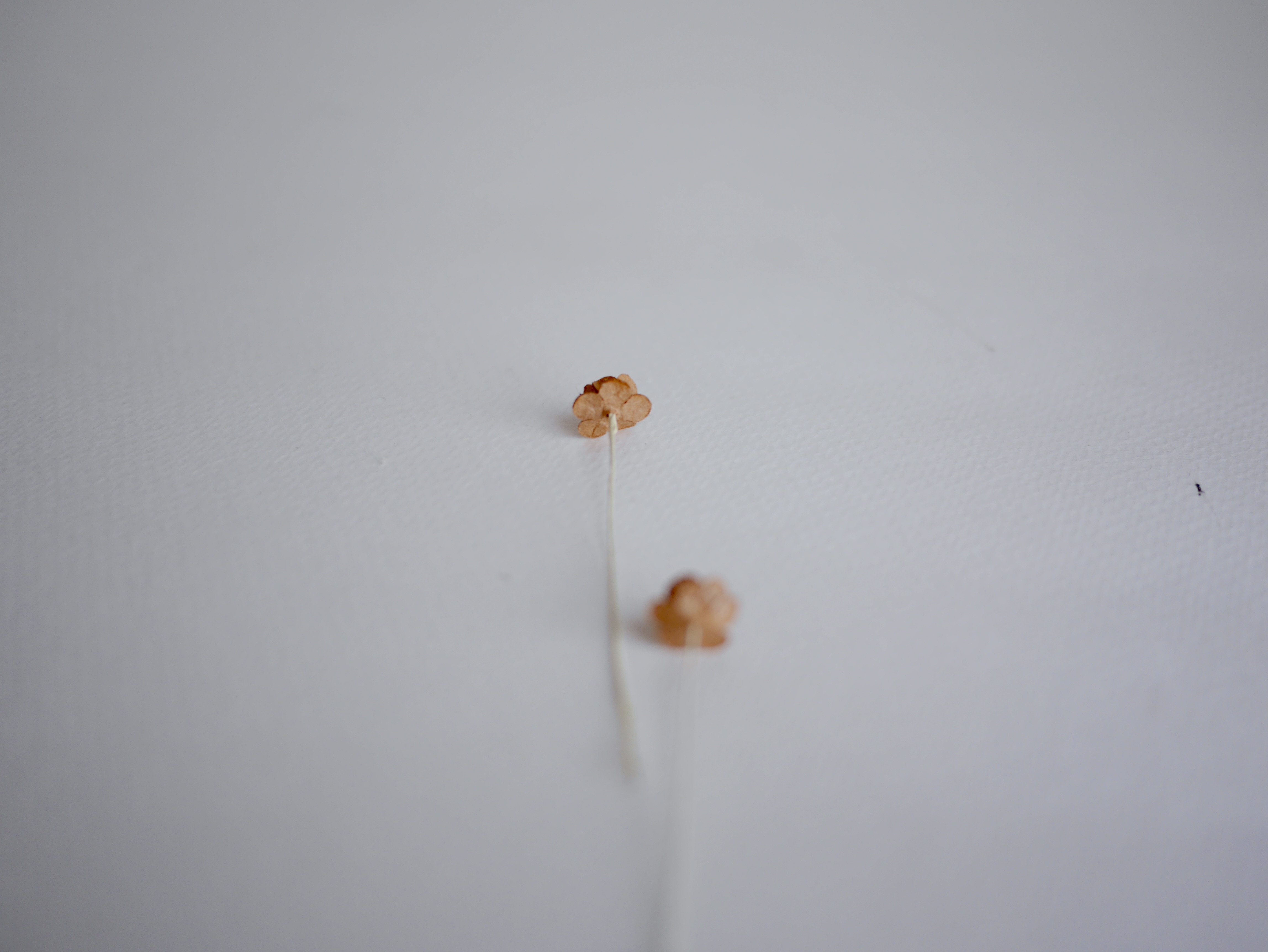 ดอกไม้กระดาษสา ดอกไม้กระดาษสาราคาส่ง ดอกไม้กระดาษสำหรับตกแต่ง งานแต่งงาน หรือติดของชำร่วย ดอก creeping lady 100 ดอก ขนาด 0.8 cm. สีน้ำตาลเข้ม Small Paper Flower with stem, 100 pcs., size 0.8 cm., creeping flowers 2 layers, medium brown color.