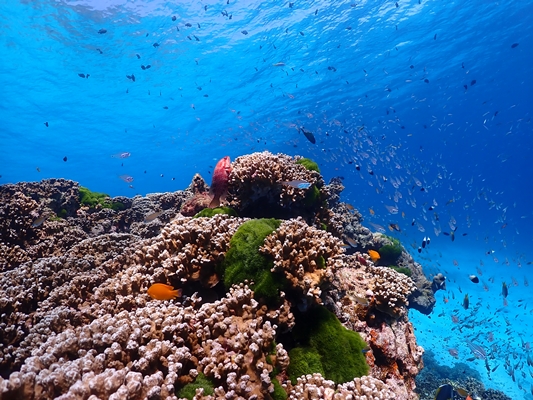 อันดับ 1 ทัวร์เกาะสิมิลัน 1 วัน เรือสปีดโบ๊ท Similan Islands by speed boat