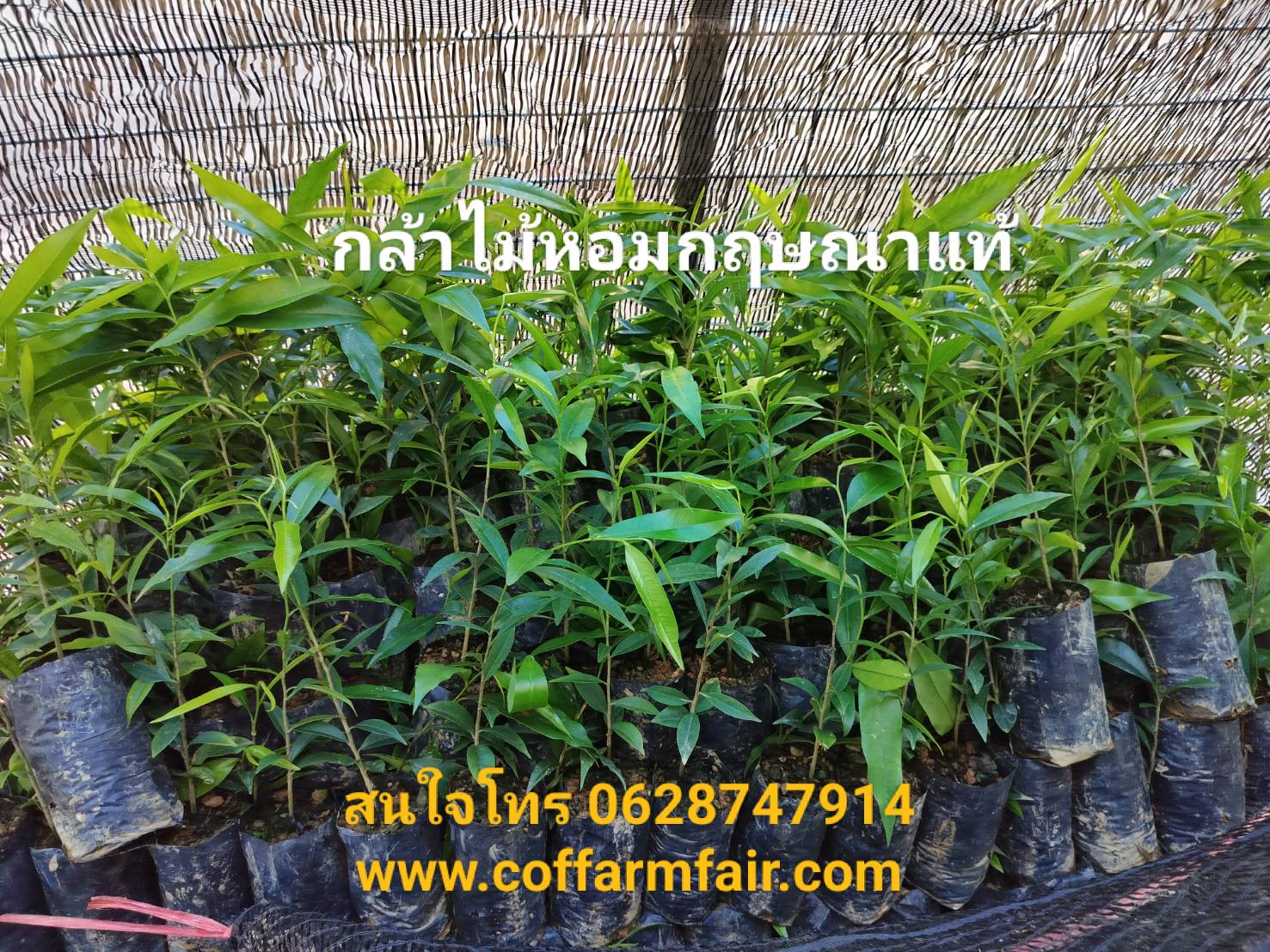 ต้นไม้กฤษณาพันธุ์แท้ ไม้หอม ต้นละ15บาท ยกชุด 500 ต้นส่งฟรี แถม 10 ต้นพร้อมประกันขนส่ง ทนโรค พันธุ์ดี