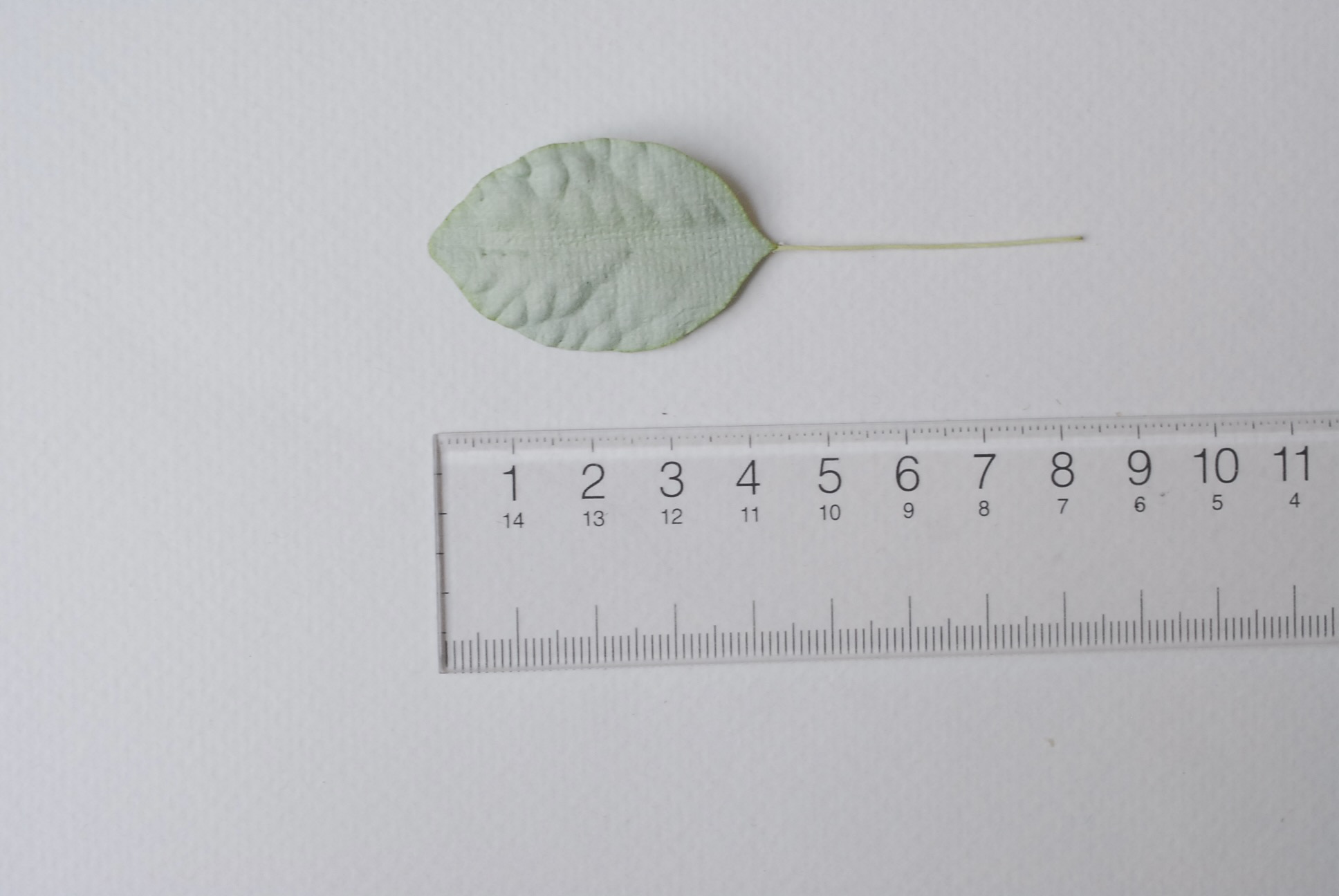 ใบไม้กระดาษ ใบไม้กระดาษสา ราคาส่ง,ใบไม้กุหลาบกระดาษ สำหรับดอกมะลิกระดาษสา ใบไม้ประดิษฐ์ สำหรับตกแต่ง หรืองานแต่งงาน สีเขียว ขนาด 4.5x3.0 cm. จำนวน 50 ใบ