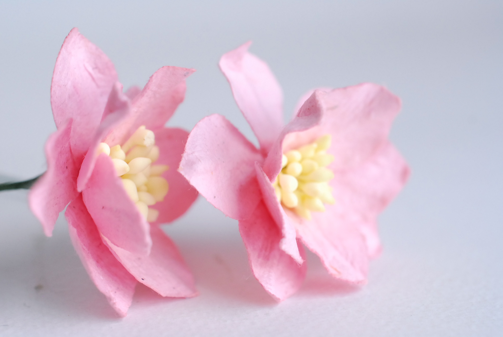 ดอกไม้กระดาษสา ดอกโลตัสอินโดนิเซียกระดาษ ดอกไม้กระดาษสาราคาส่ง ดอกไม้กระดาษสำหรับตกแต่งของชำร่วย งานแต่งงาน ทำช่อดอกไม้ติดอกเจ้าบ่าว ข้อมือดอกไม้เจ้าสาว ขนาด3.5 cm. 25 ดอก สีชมพู Paper flowers supplies: DIY wedding tools Big Cherry blossom (Lotus Indonisi