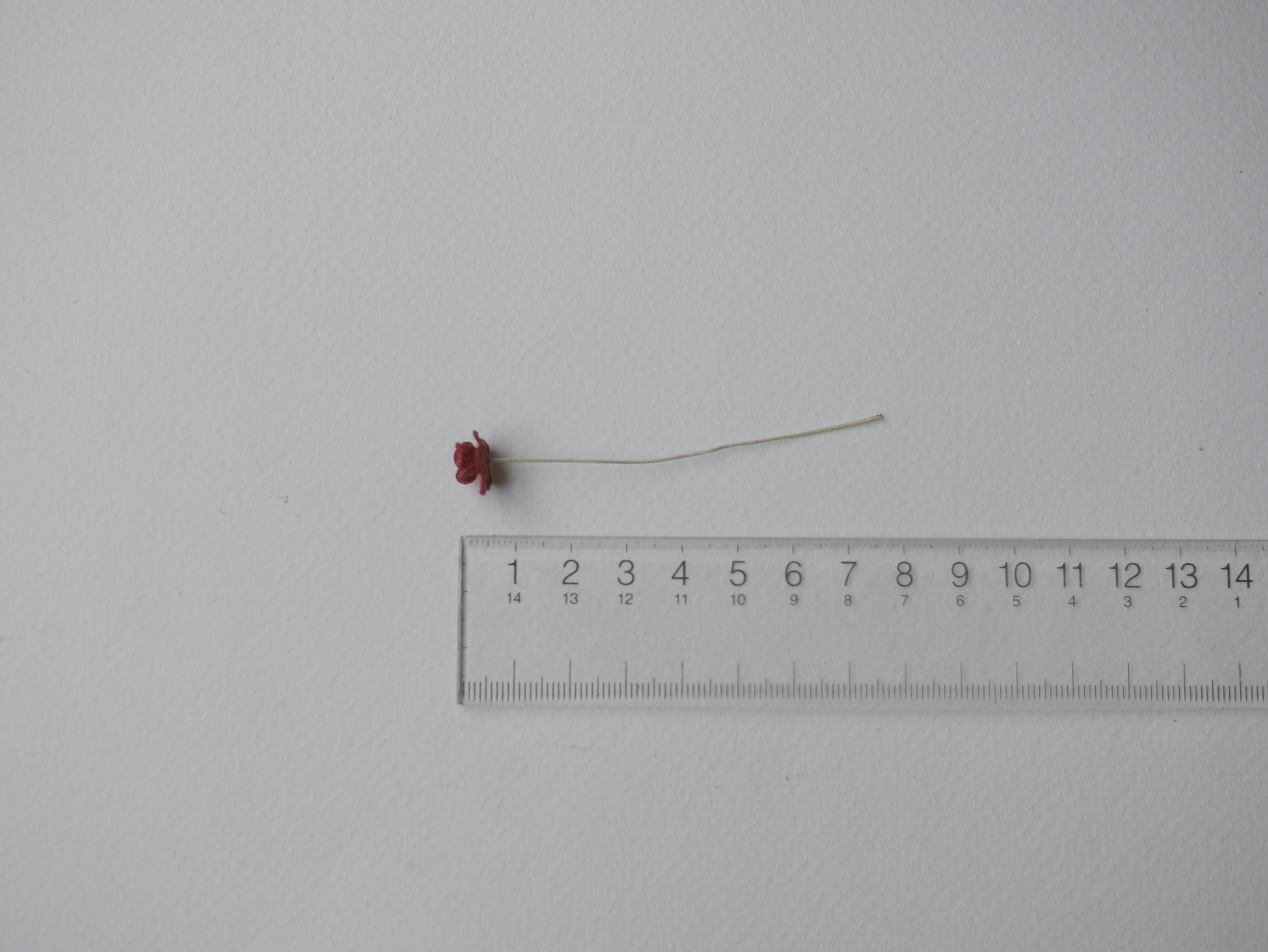 ดอกไม้กระดาษสา ดอกไม้กระดาษสาราคาส่ง ดอกไม้กระดาษสำหรับตกแต่ง งานแต่งงาน หรือติดของชำร่วย ดอก creeping lady 100 ดอก ขนาด 0.8 cm. สีแดงเข้ม Small Paper Flower with stem, 100 pcs., size 0.8 cm., creeping flowers 2 layers, dark red color.