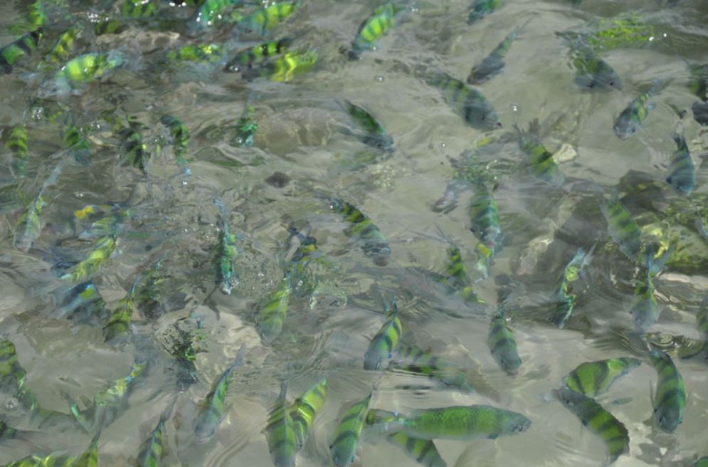 ทัวร์อ่าวพังงา เขาตะปู เกาะปันหยี เกาะไข่ โดยเรือสปีดโบ๊ท James Bond Island-Khai Island by Speedboat